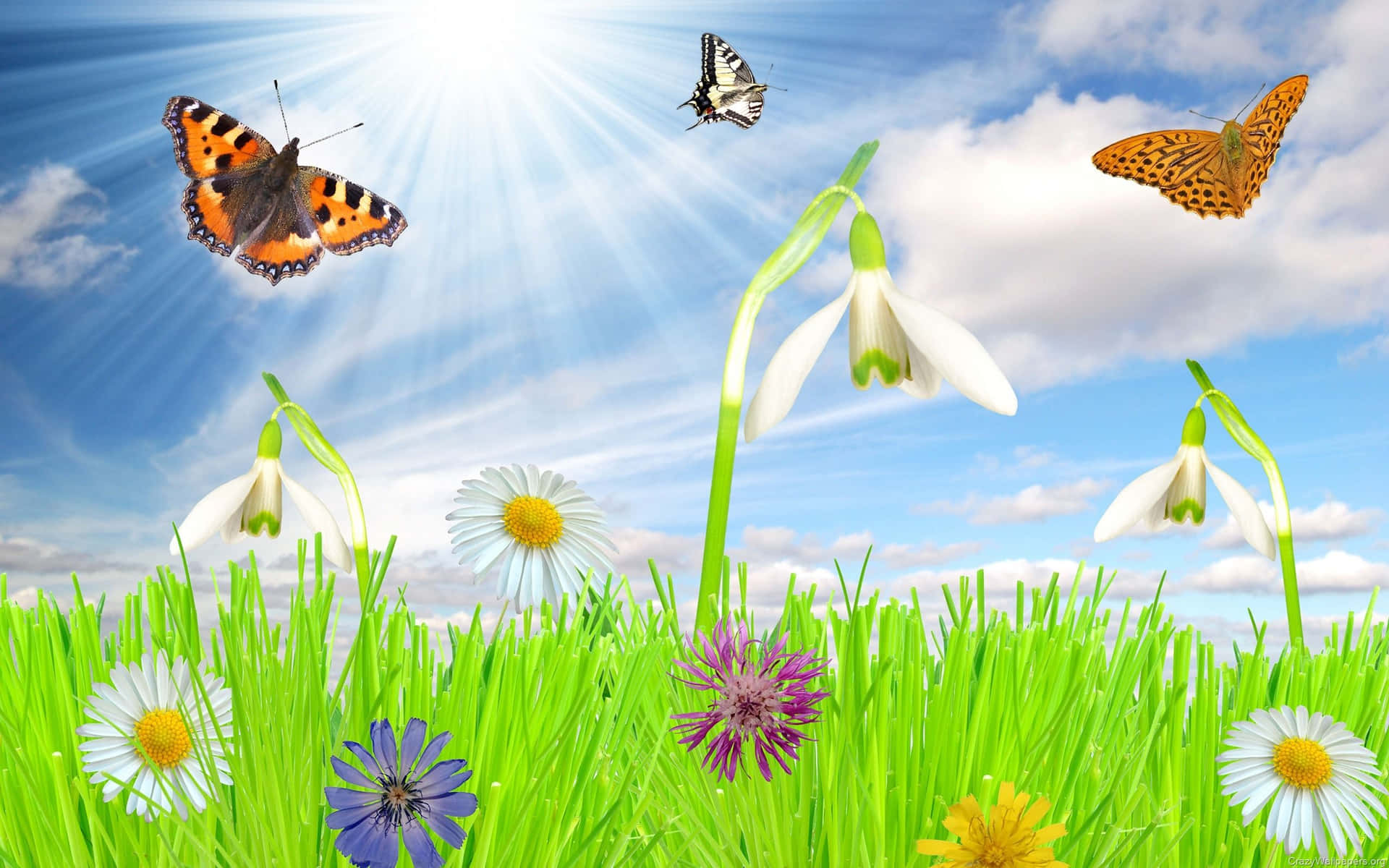 animated butterflies background