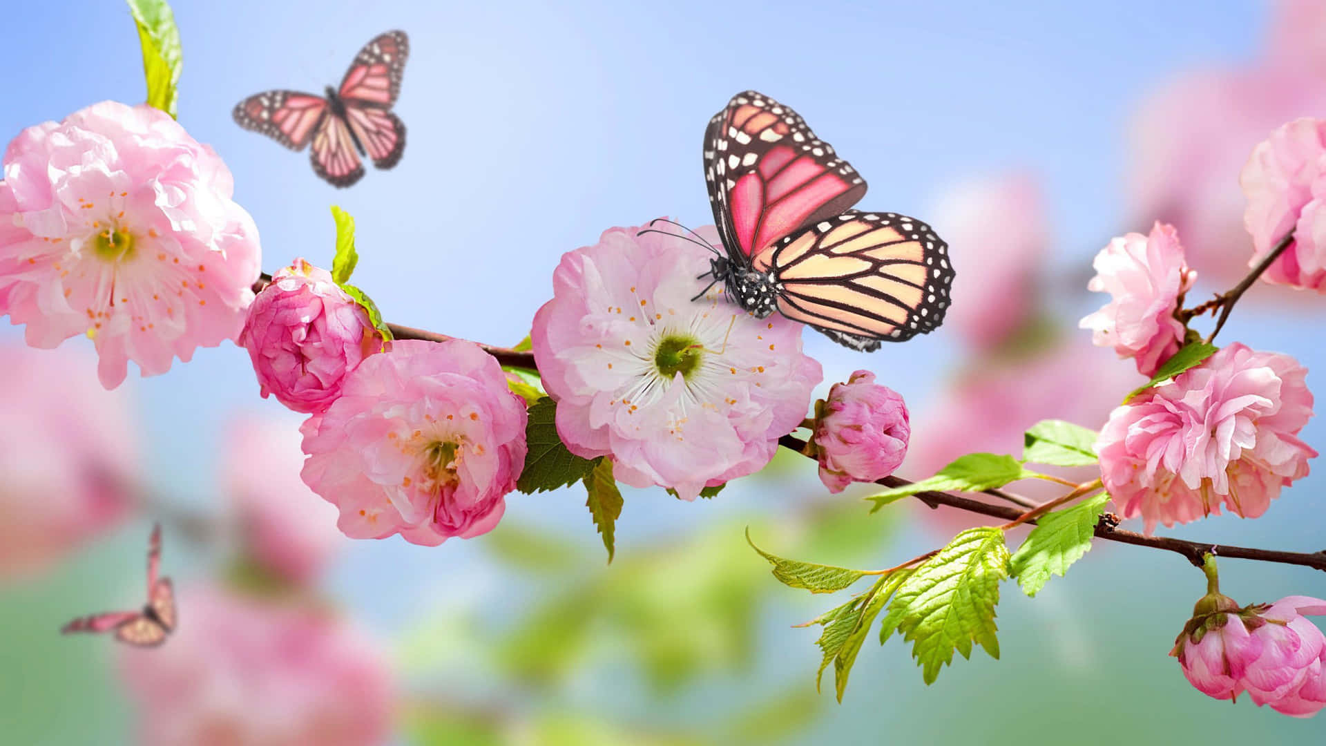 100+] Flowers And Butterflies Background s 