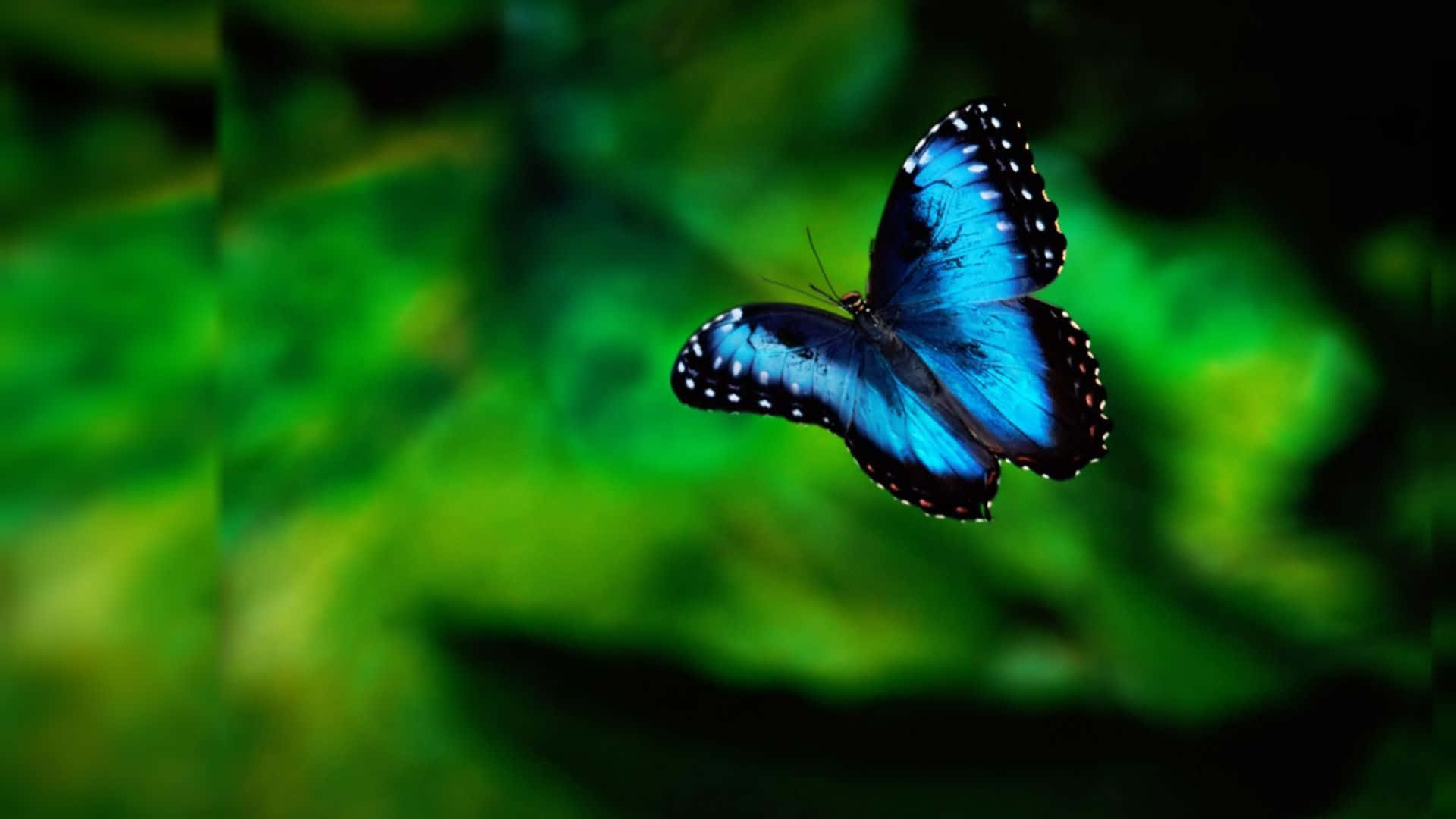 Hermosamariposa Azul Sobre Fondo Verde