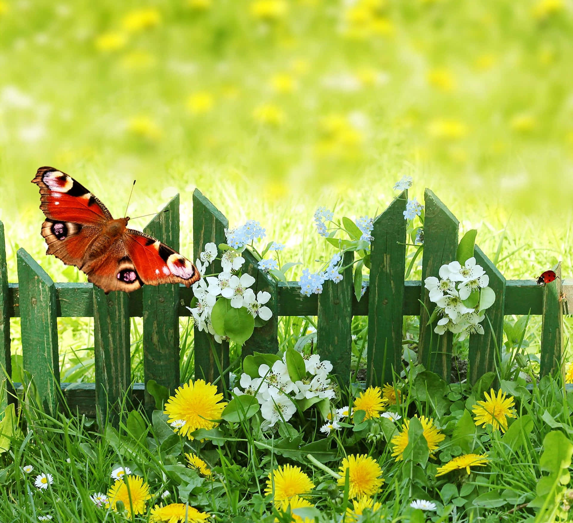 Butterfly On A Fence With Dandelions And Yellow Flowers