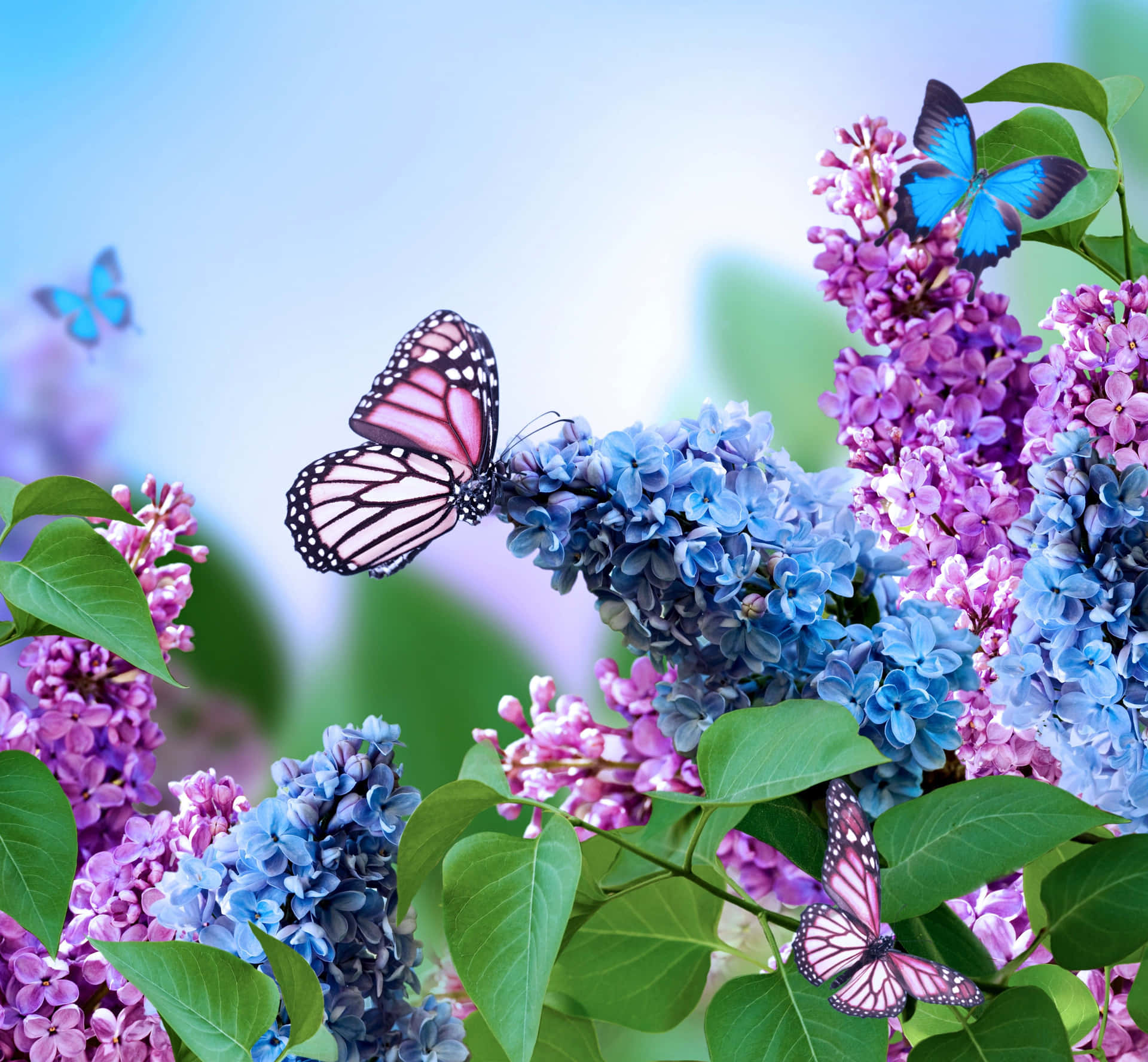 Dream Flower, butterfly Aestheticism, colorful Flowers, Butterfly