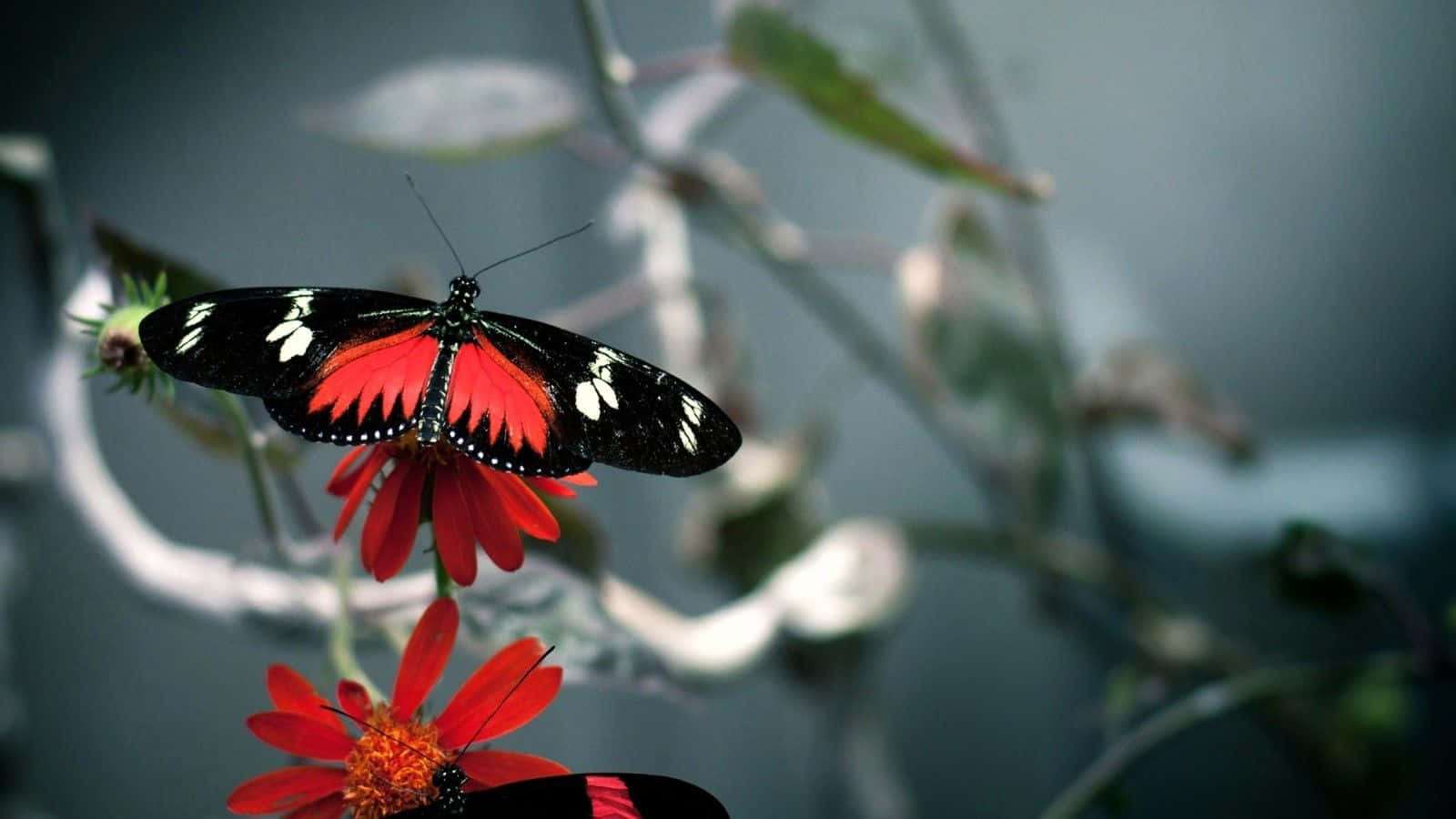 "The beauty of a butterfly"