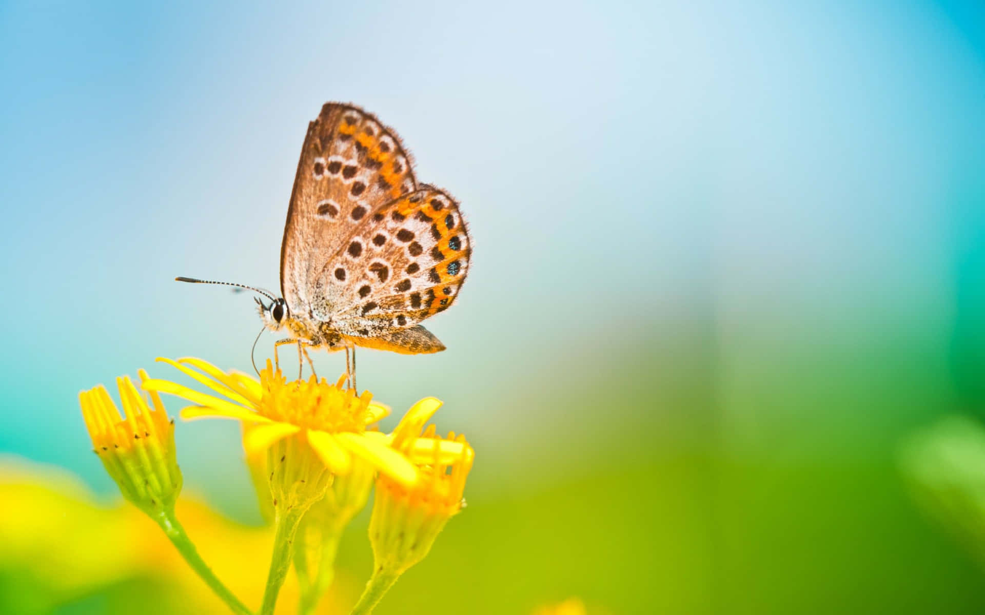 A beautiful butterfly floats through a field of daisies