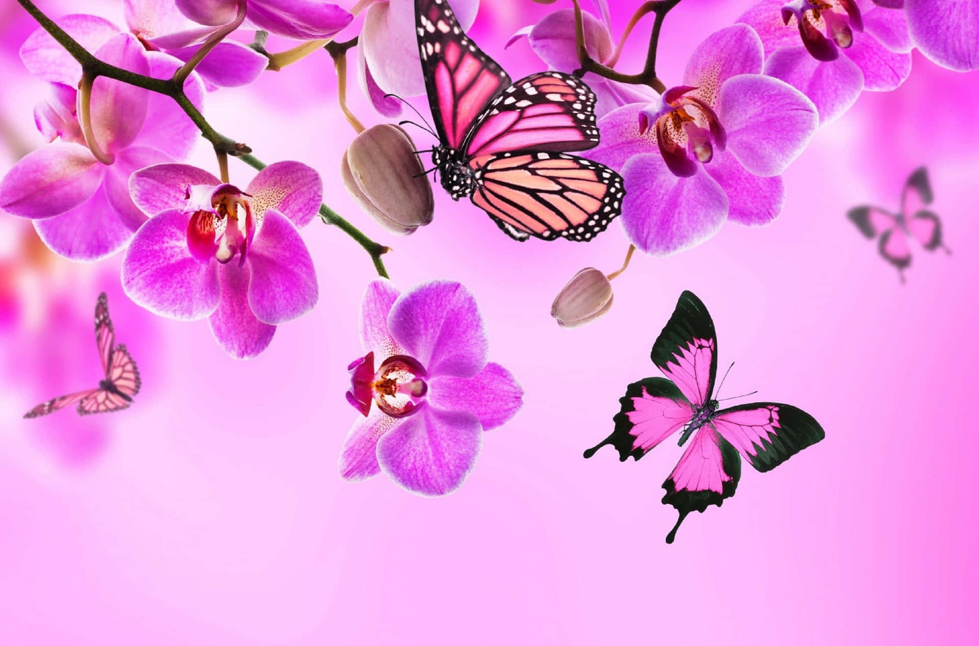 Magic Butterflies Alighting on a Spring