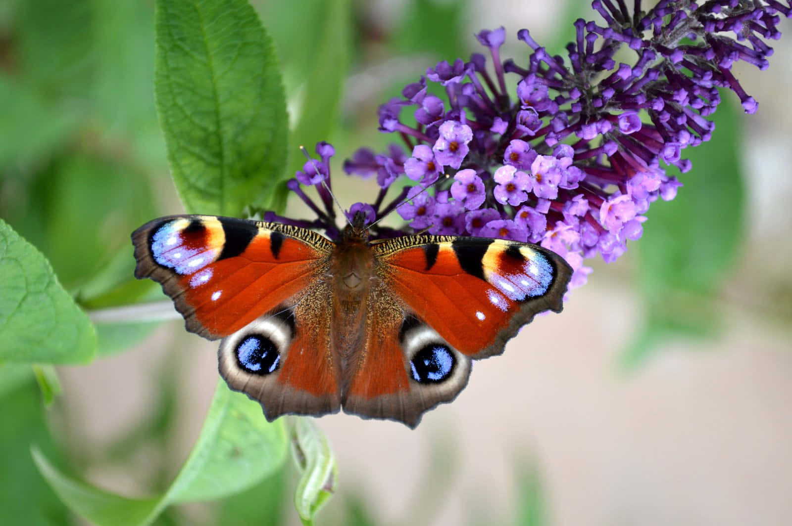Colorful bouquet of Butterfly Bush Wallpaper