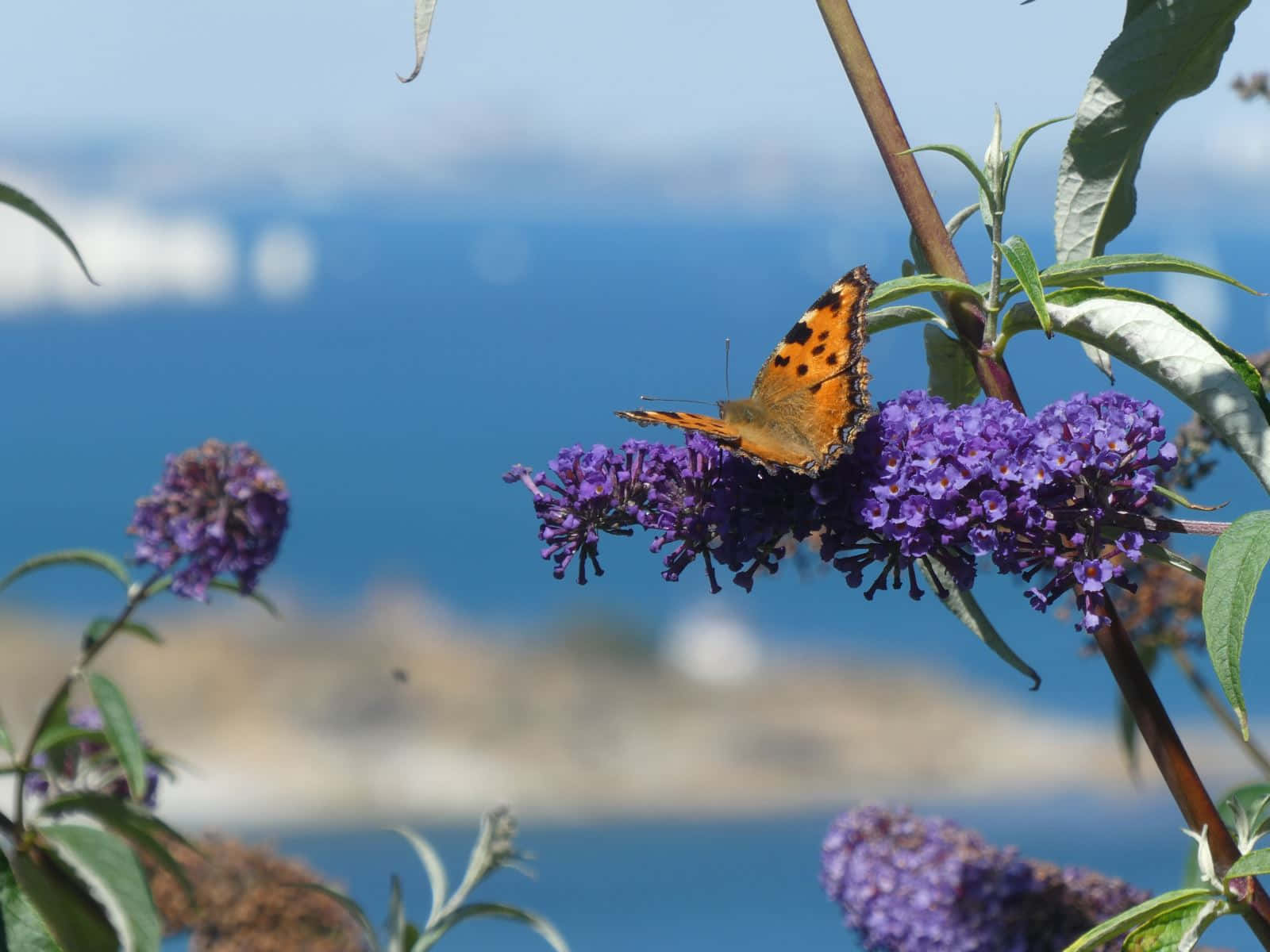 A blooming Butterfly Bush set against a vibrant summer sky Wallpaper