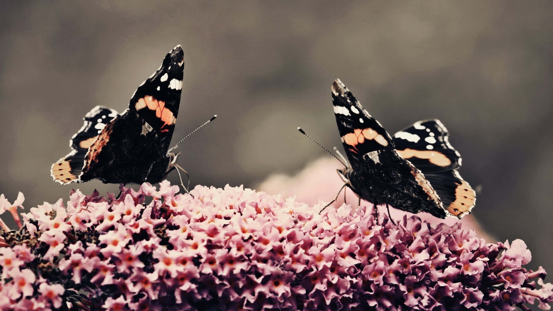 Abundant, beautiful blooms of the fragrant Butterfly Bush Wallpaper