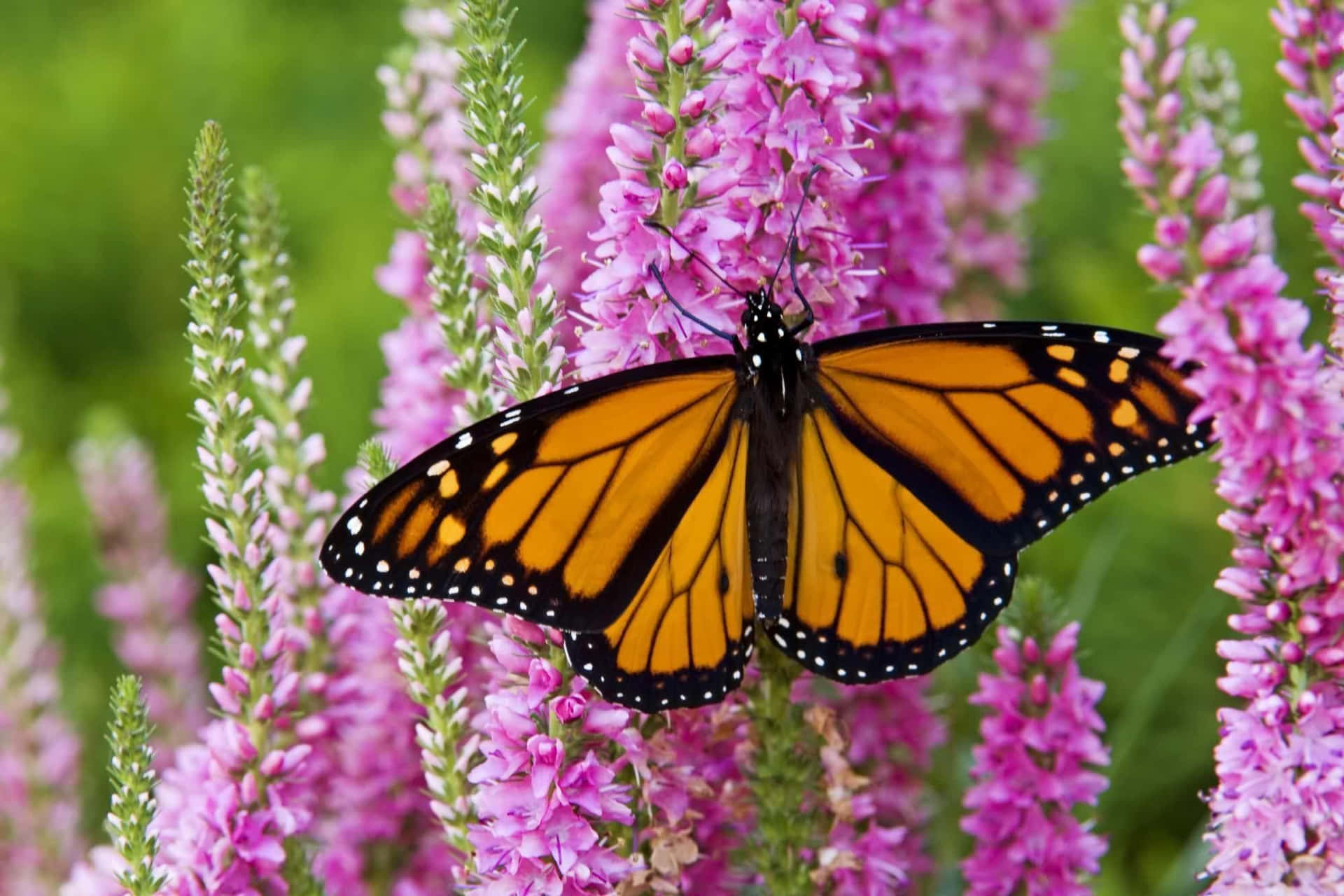 "Bright orange blooms of the Butterfly Bush in summer" Wallpaper