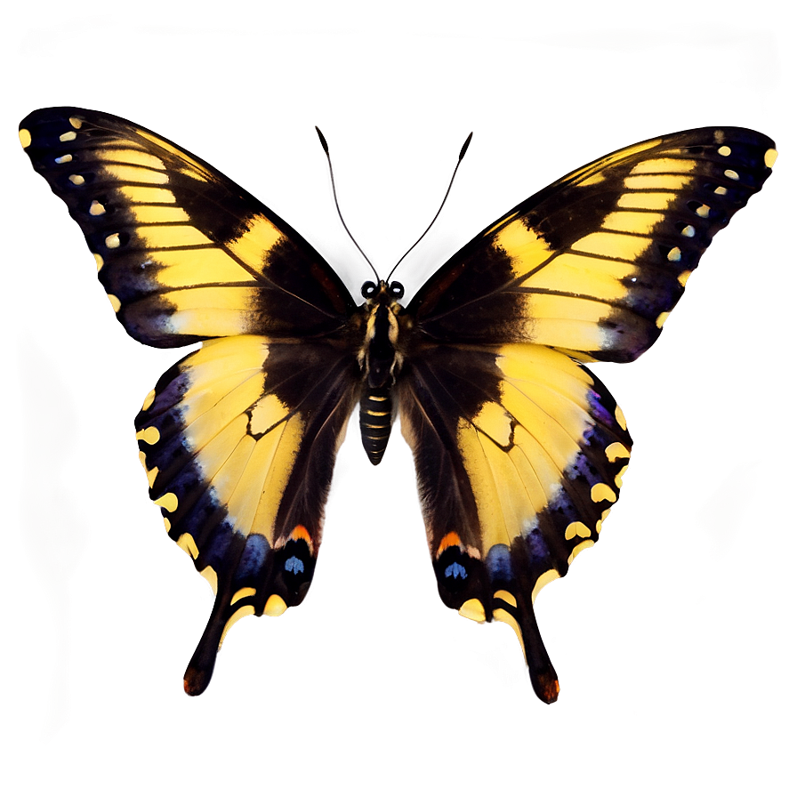 Butterfly C PNG