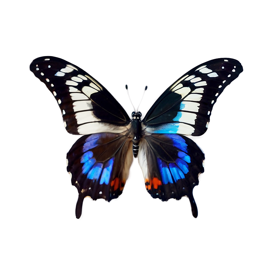 Butterfly Collection Set Png Hsb6 PNG