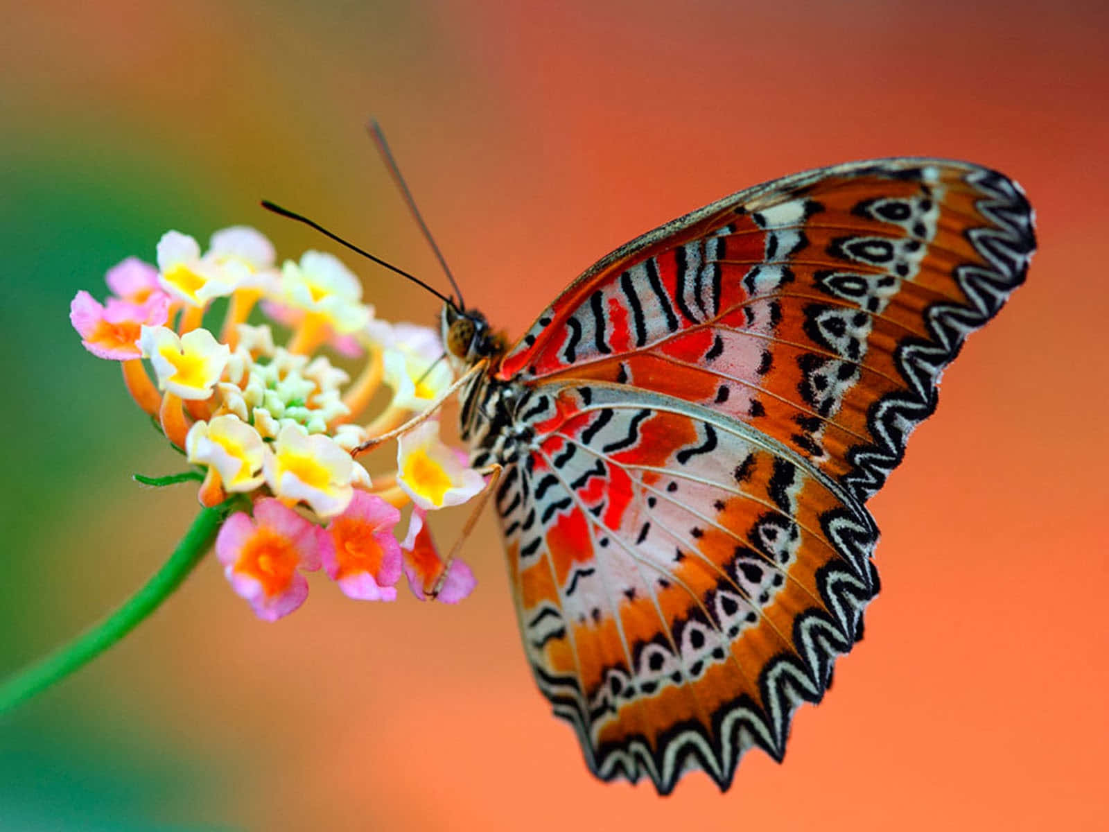 Orangecethosia Biblis Schmetterling Desktop Wallpaper