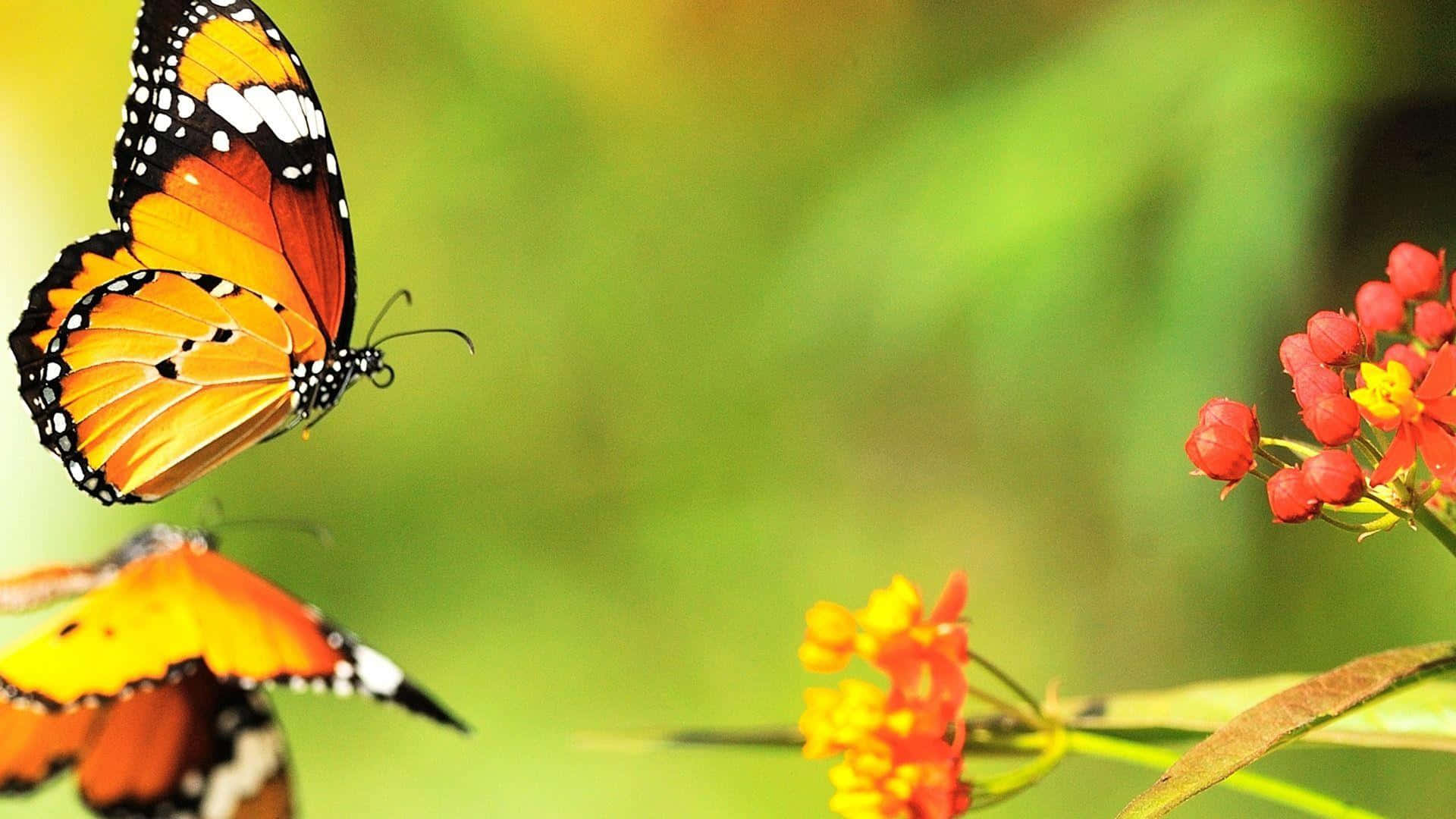 Lysfarvede sommerfugle, der fremhæver dit skrivebord. Wallpaper