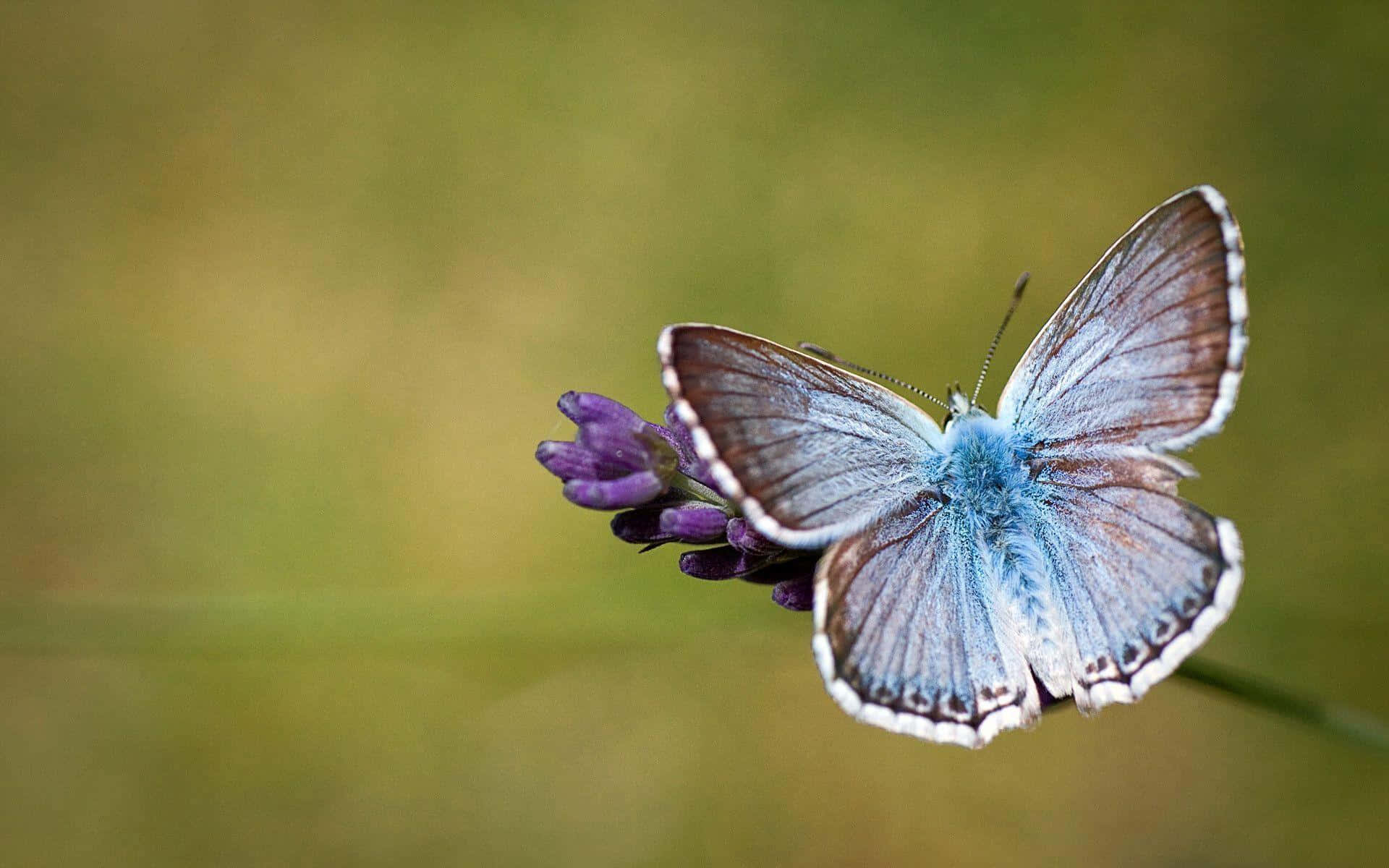 Chalkhill Blue Butterfly Desktop Wallpaper