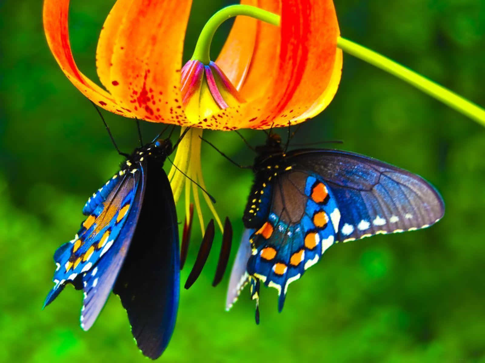 Duasborboletas Estão Sentadas Em Uma Flor. Papel de Parede