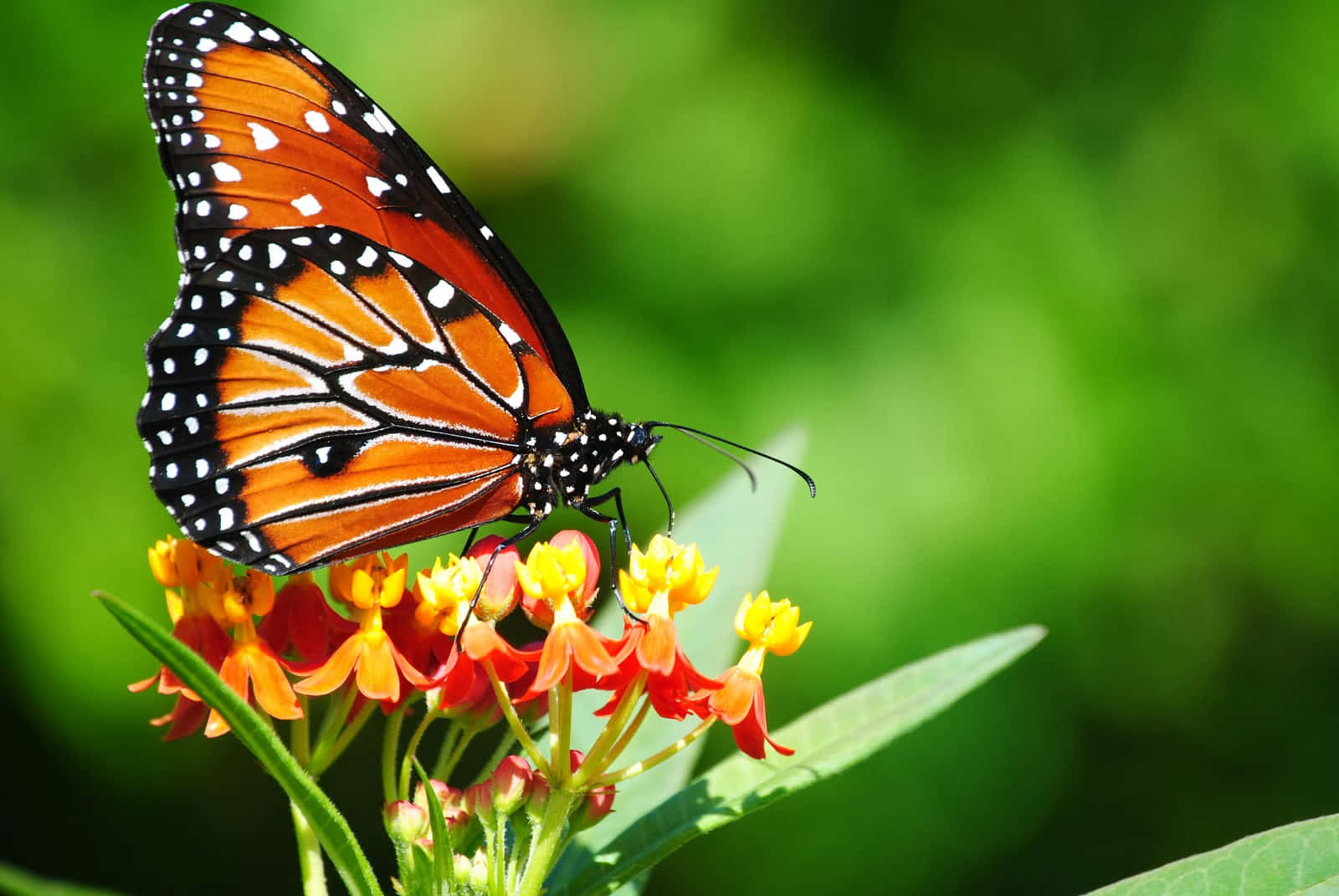 Sfondodesktop: Farfalla Posata Su Un Fiore Sfondo