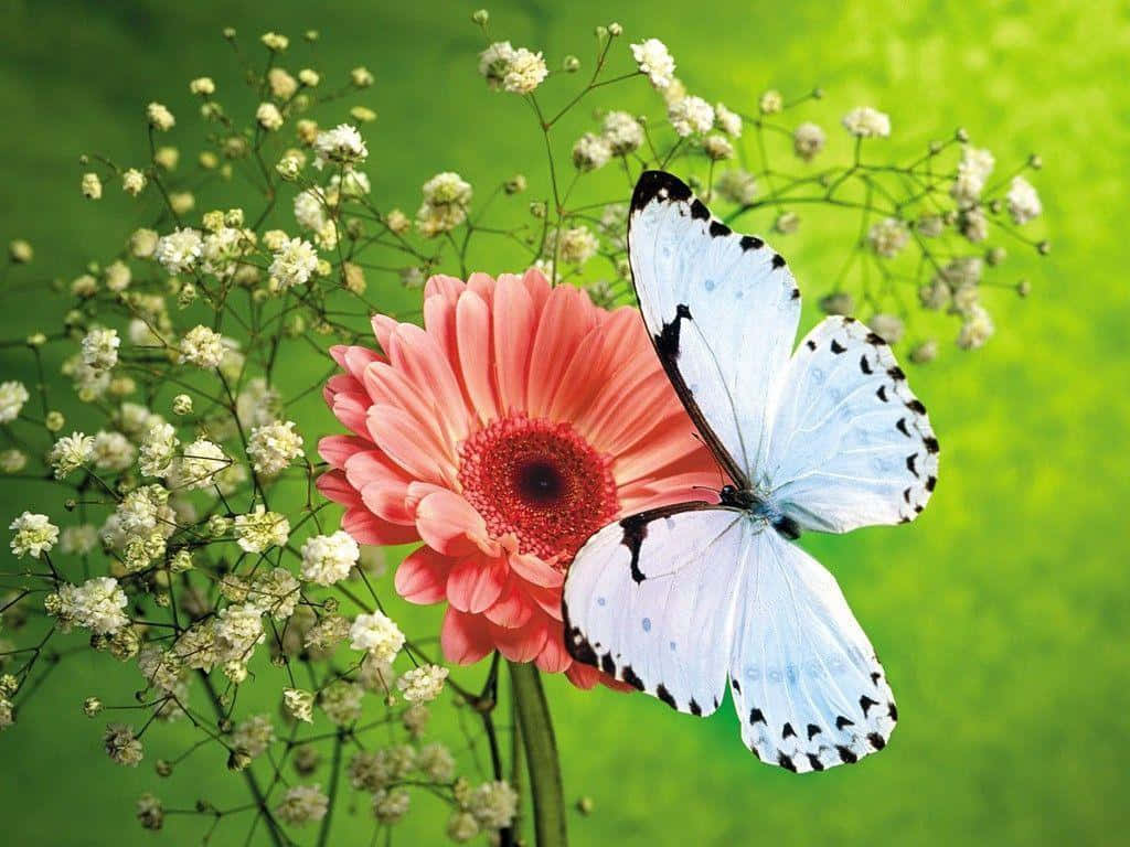 Weißschwarzer Schmetterling Auf Dem Gänseblümchen-desktop Wallpaper