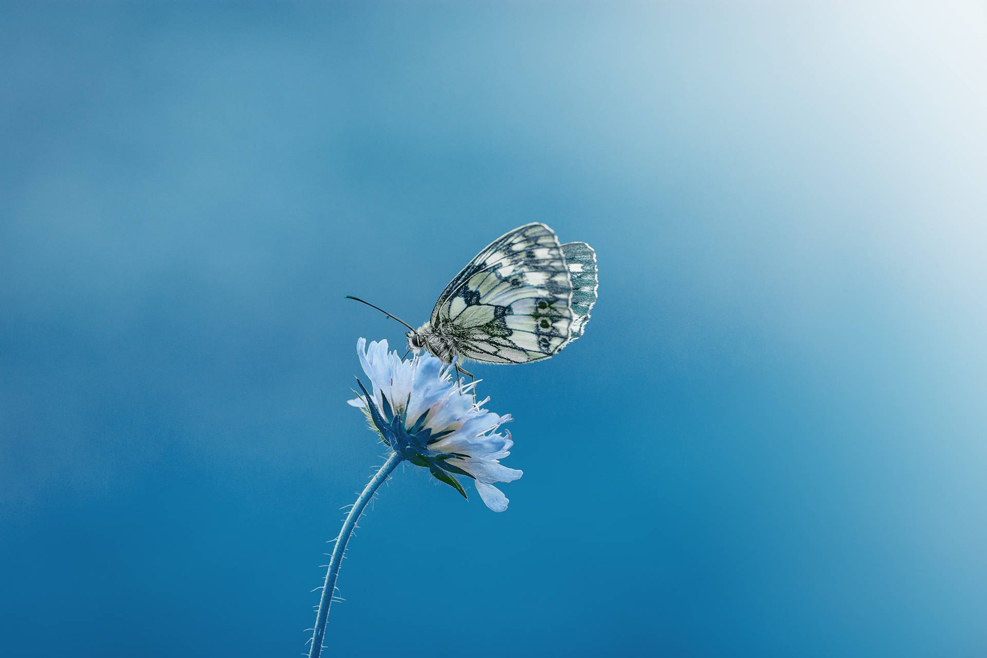 Farfalla Fiore Blu Colore Hd Sfondo