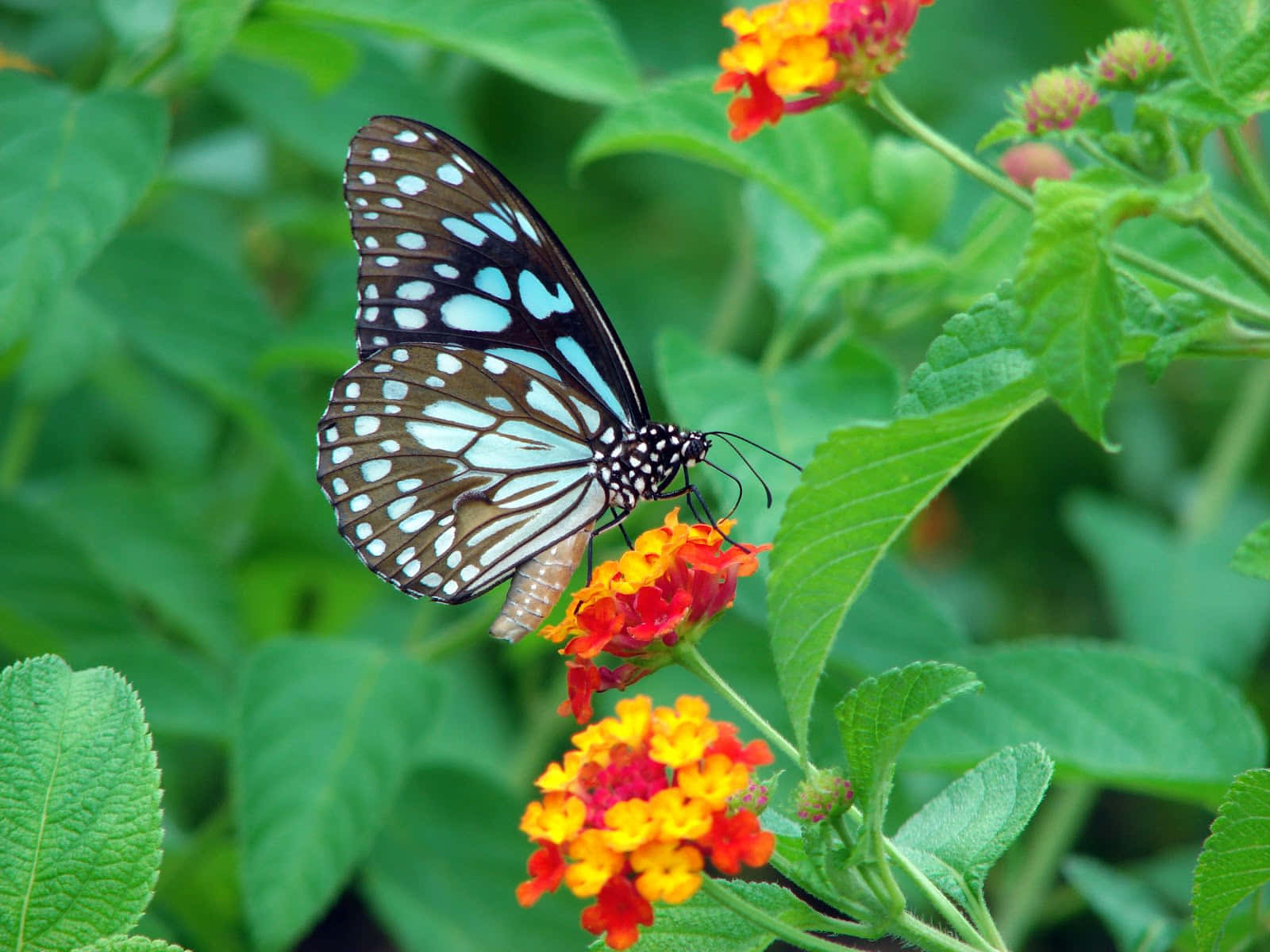 Enjoying the beauty of a butterfly garden Wallpaper