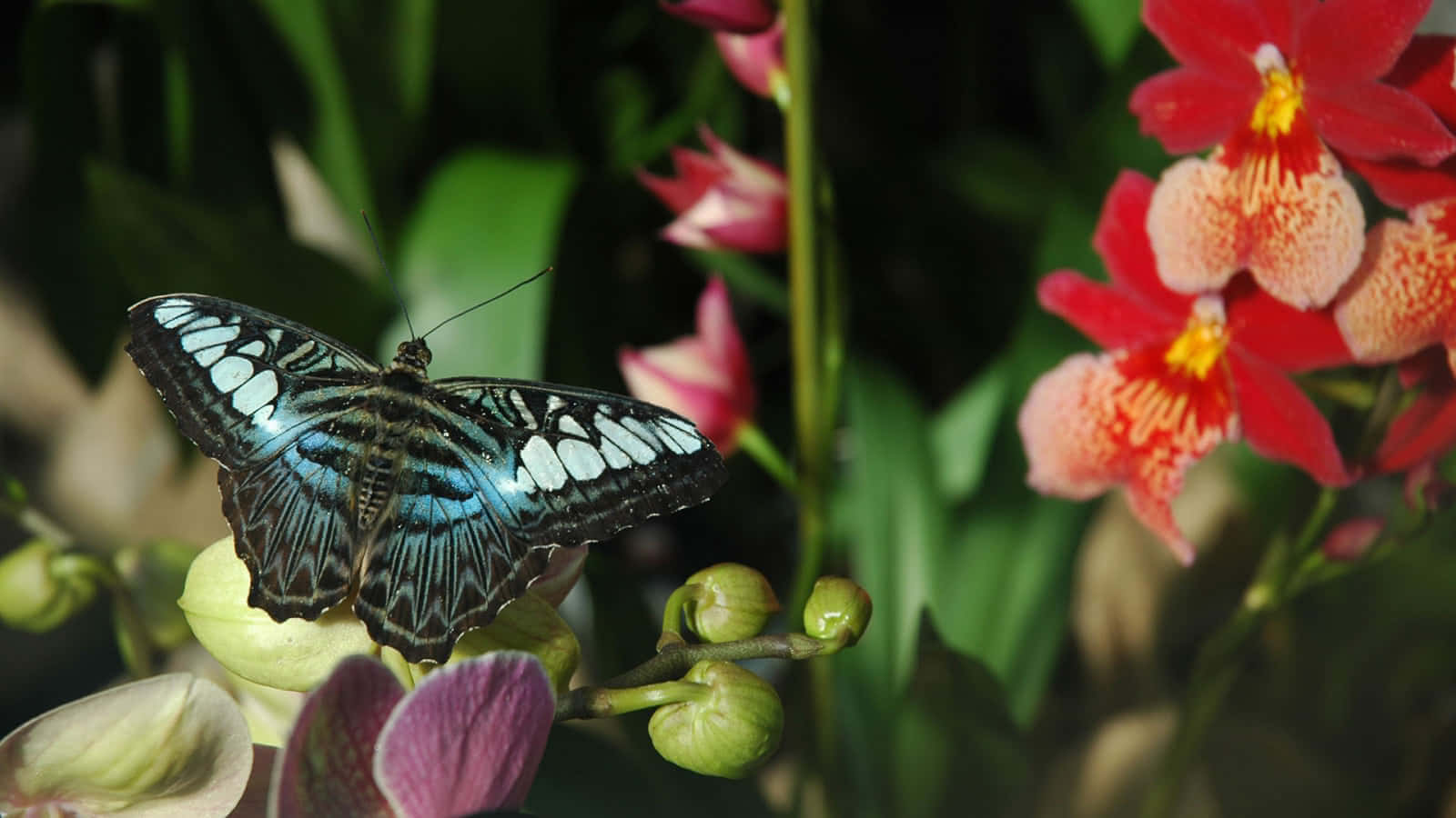 Experience the beauty of nature in a Butterfly Garden Wallpaper