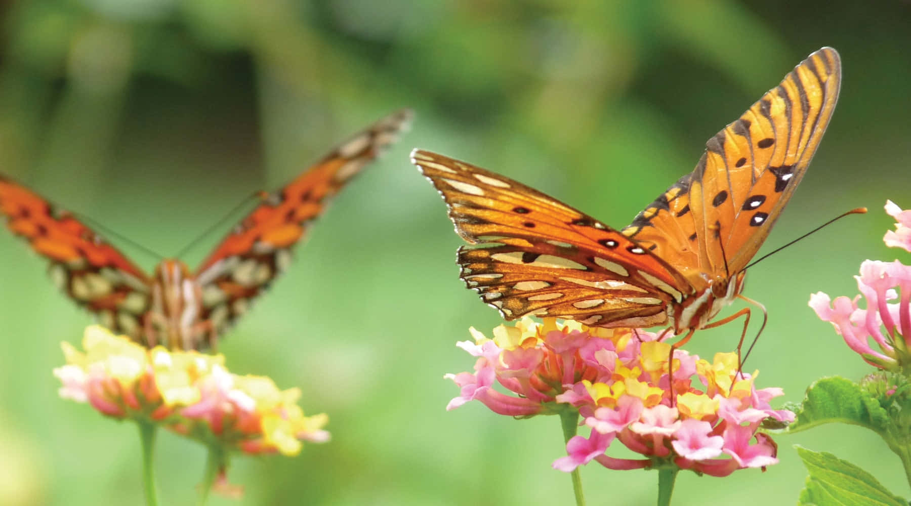Delightful Butterflies Flutter Through a Stunning Butterfly Garden Wallpaper