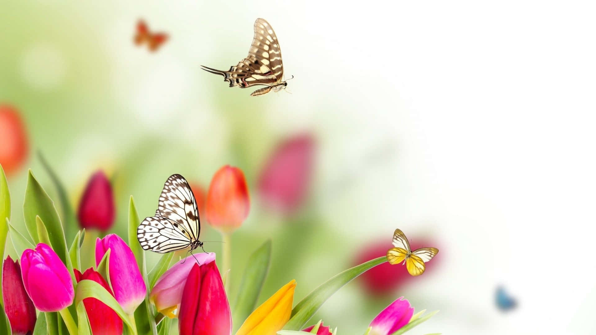 Enjoy the beauty of a butterfly garden Wallpaper
