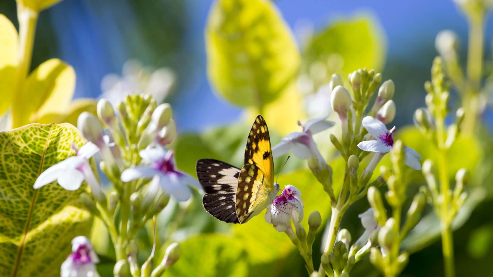 A beautiful butterfly flutters around a vibrant butterfly garden Wallpaper