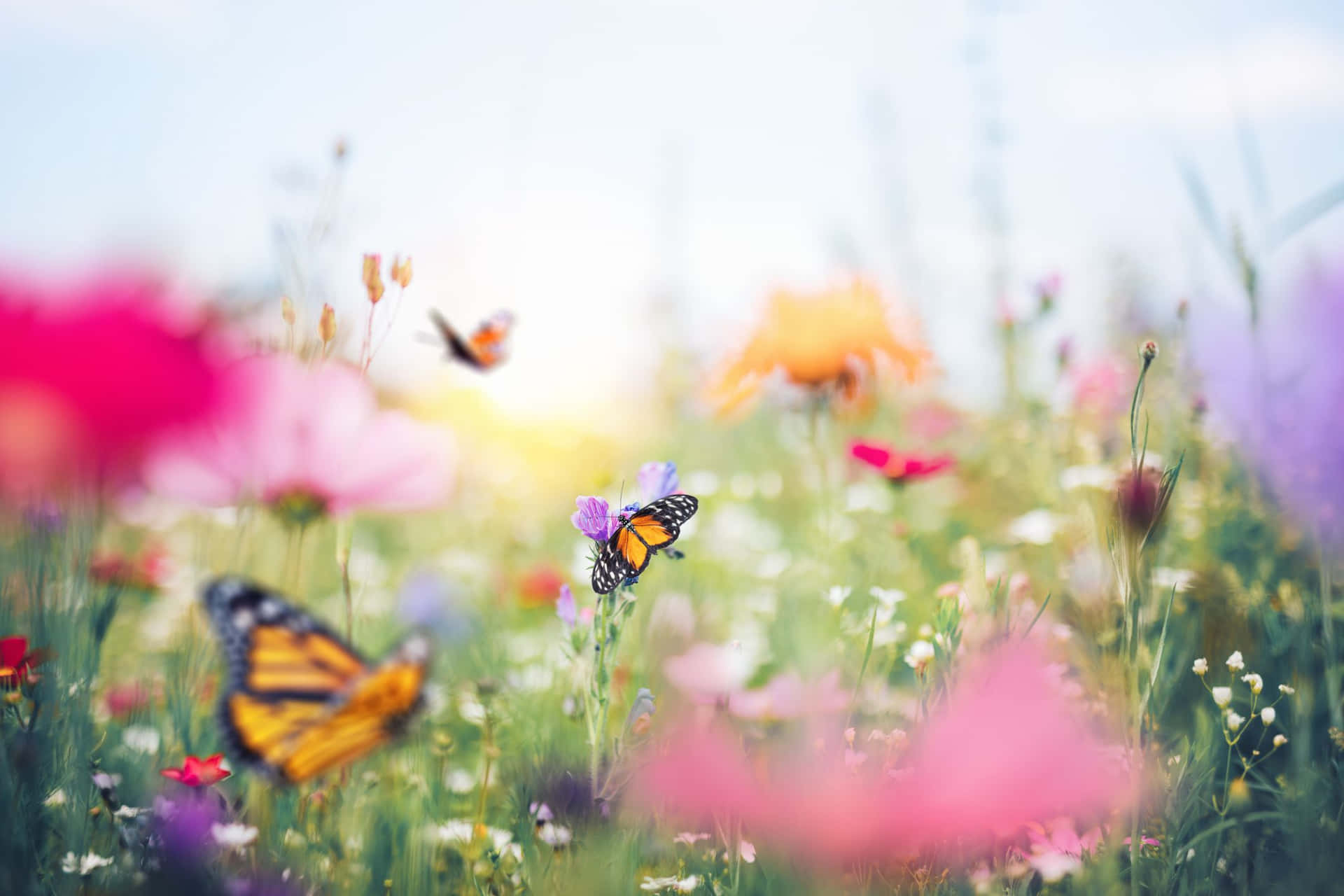 Get lost in nature's beauty in this Butterfly Garden Wallpaper