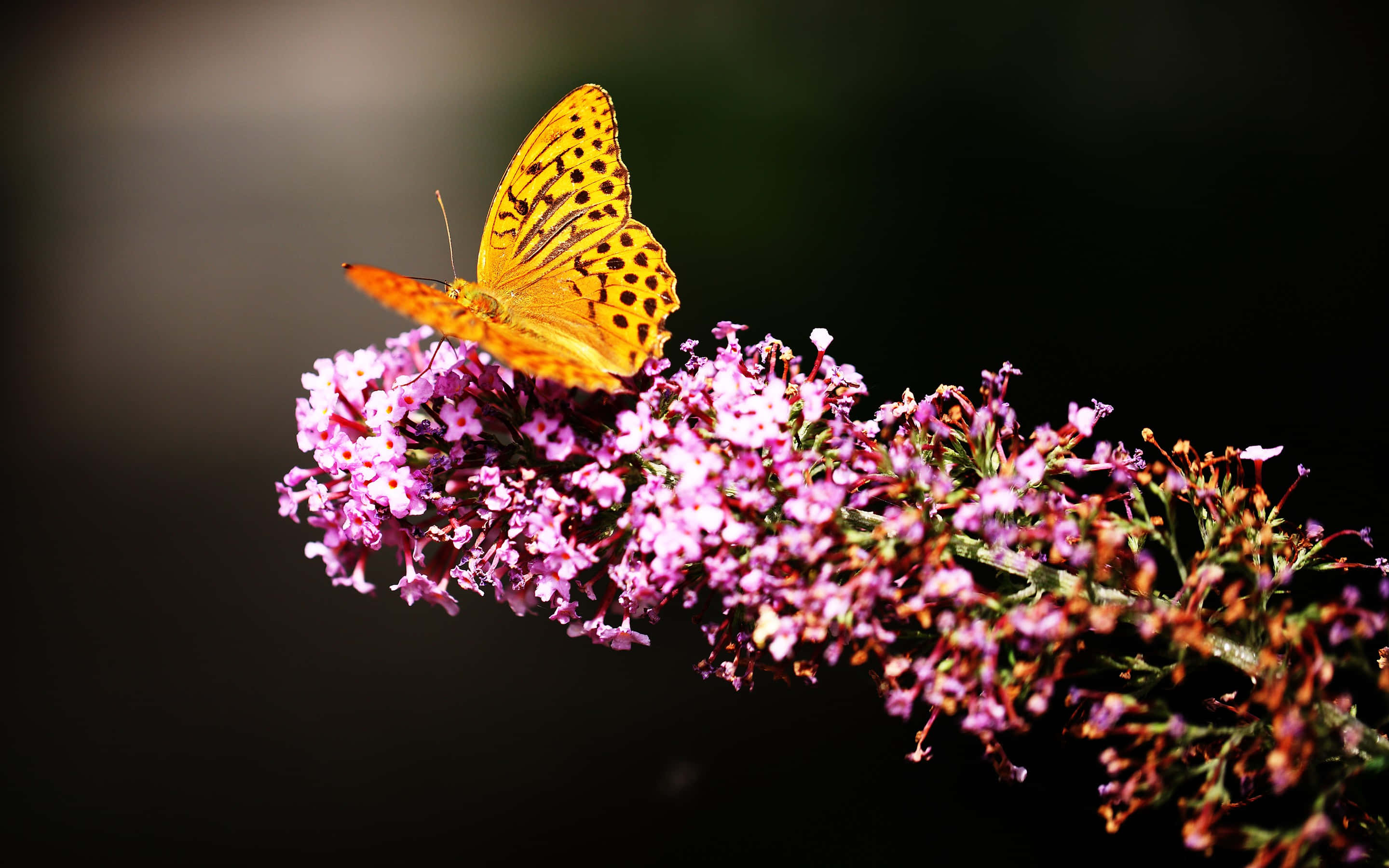 Spend a Day In a Colorful Butterfly Garden Wallpaper