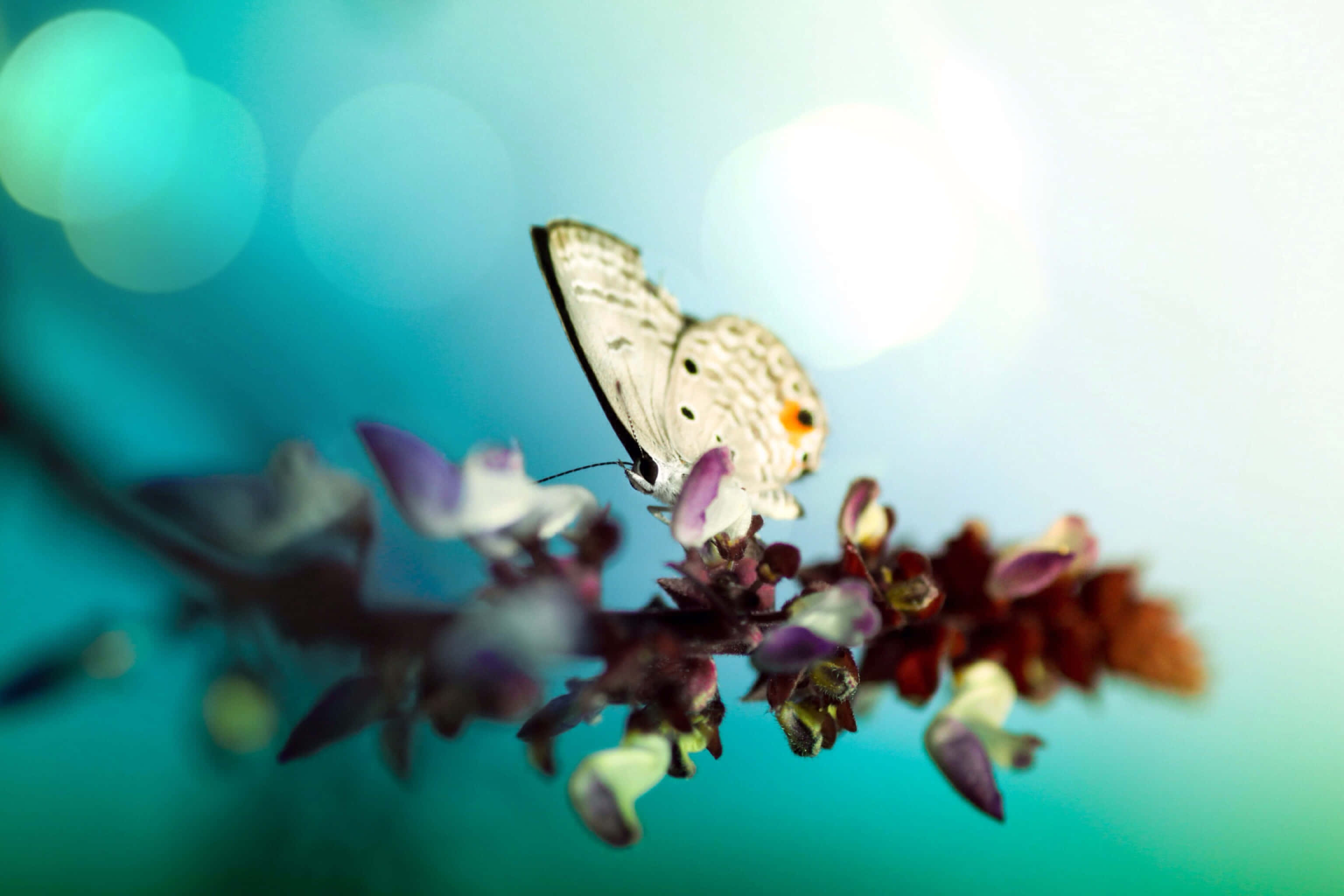 "A vibrant and inviting butterfly garden." Wallpaper