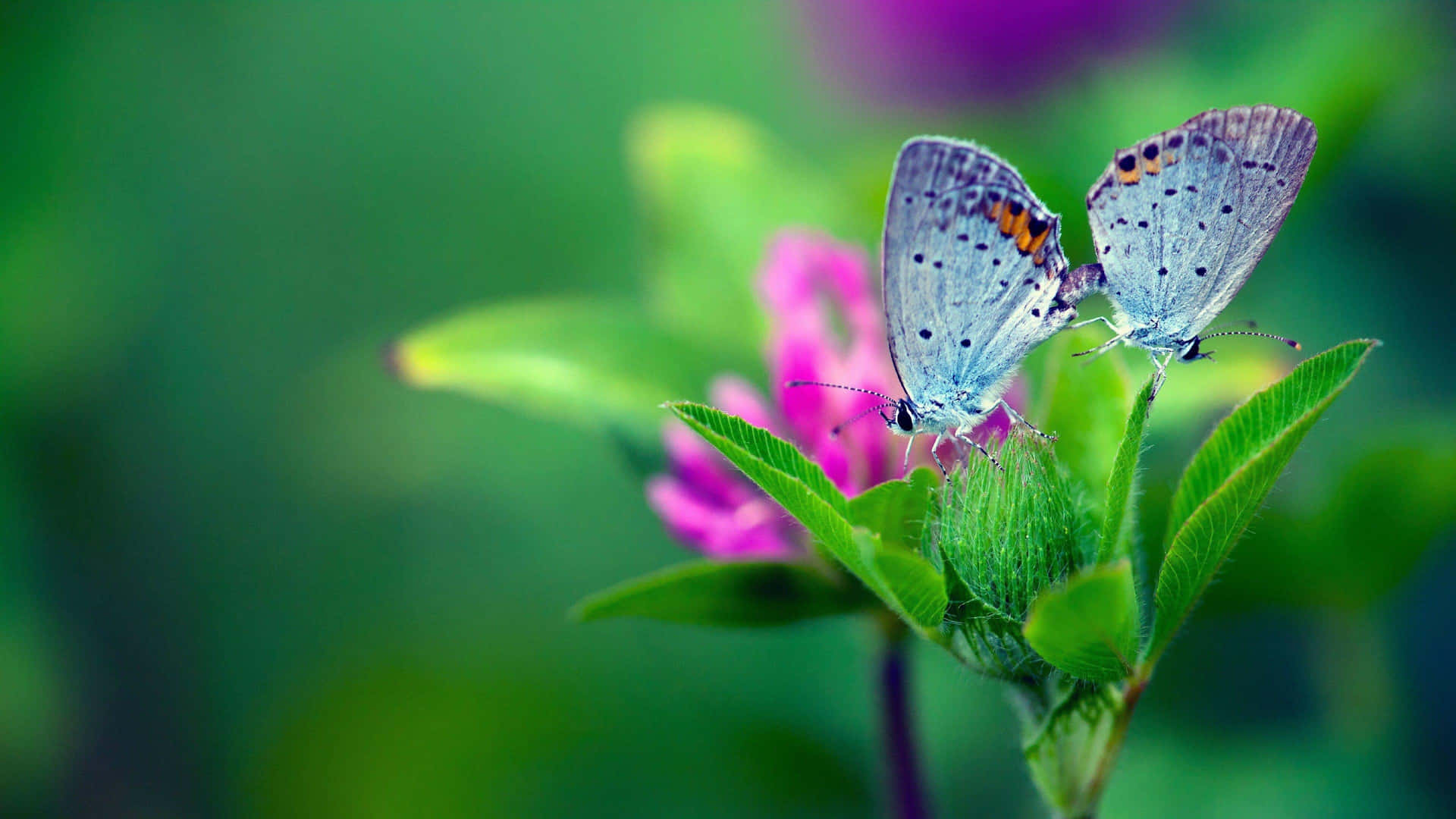 Enjoy the Natural Beauty of the Butterfly Garden Wallpaper