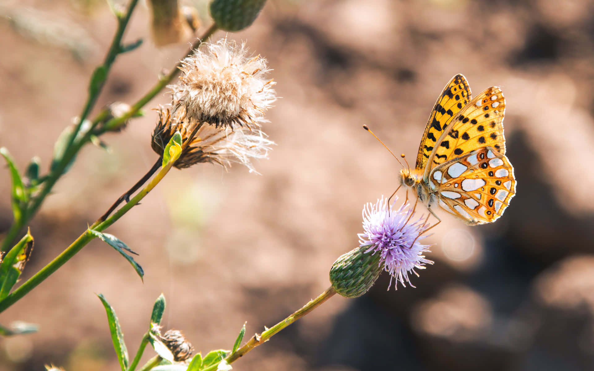 Enjoy a tranquil moment in an enchanted Butterfly Garden Wallpaper