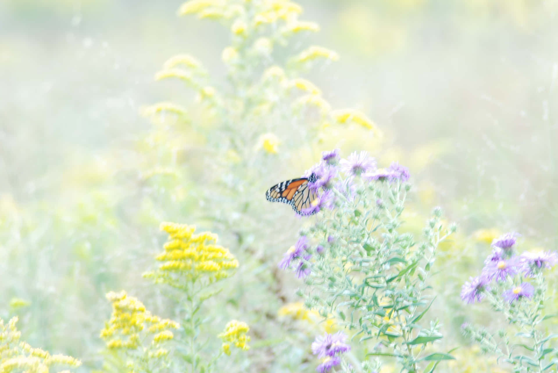 Geniet Van De Pracht Van De Natuur In Een Vlindertuin Achtergrond