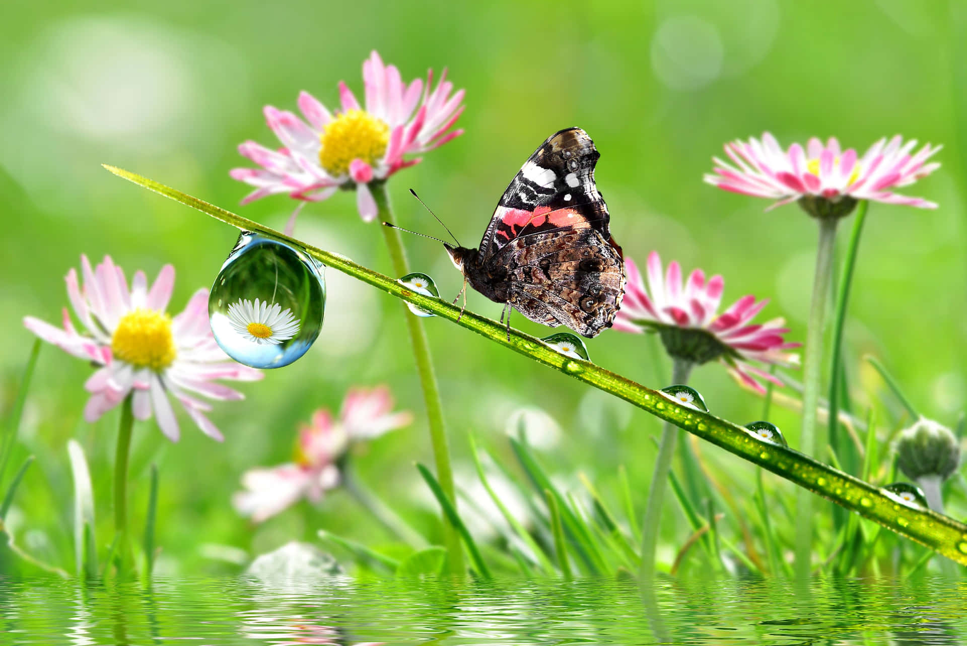 An Oasis of Colorful Butterfly Garden Life Wallpaper