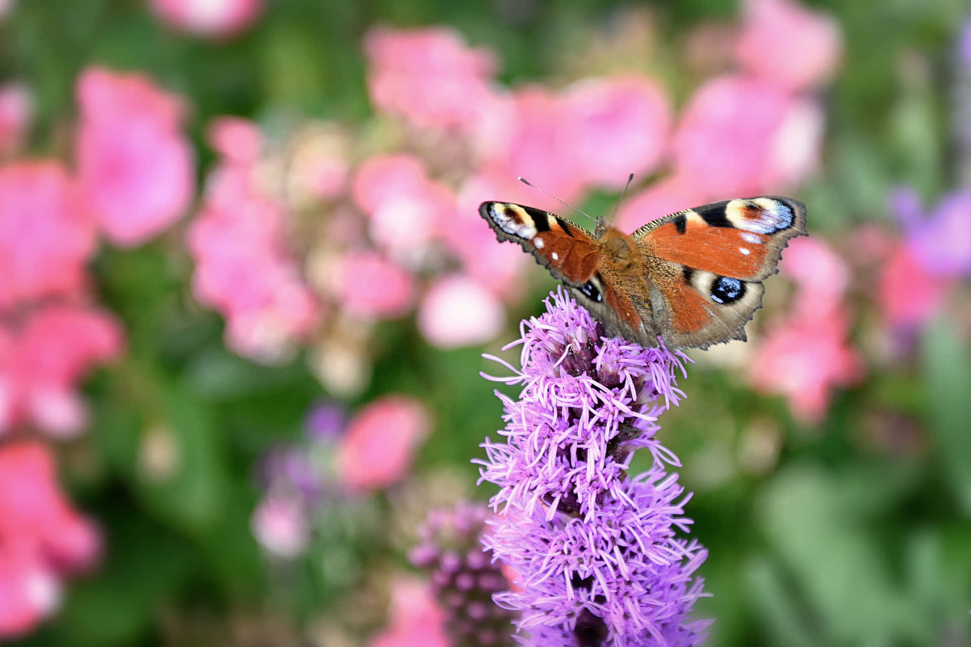 "Enjoy the Perfect Spring Aromas of a Butterfly Garden" Wallpaper