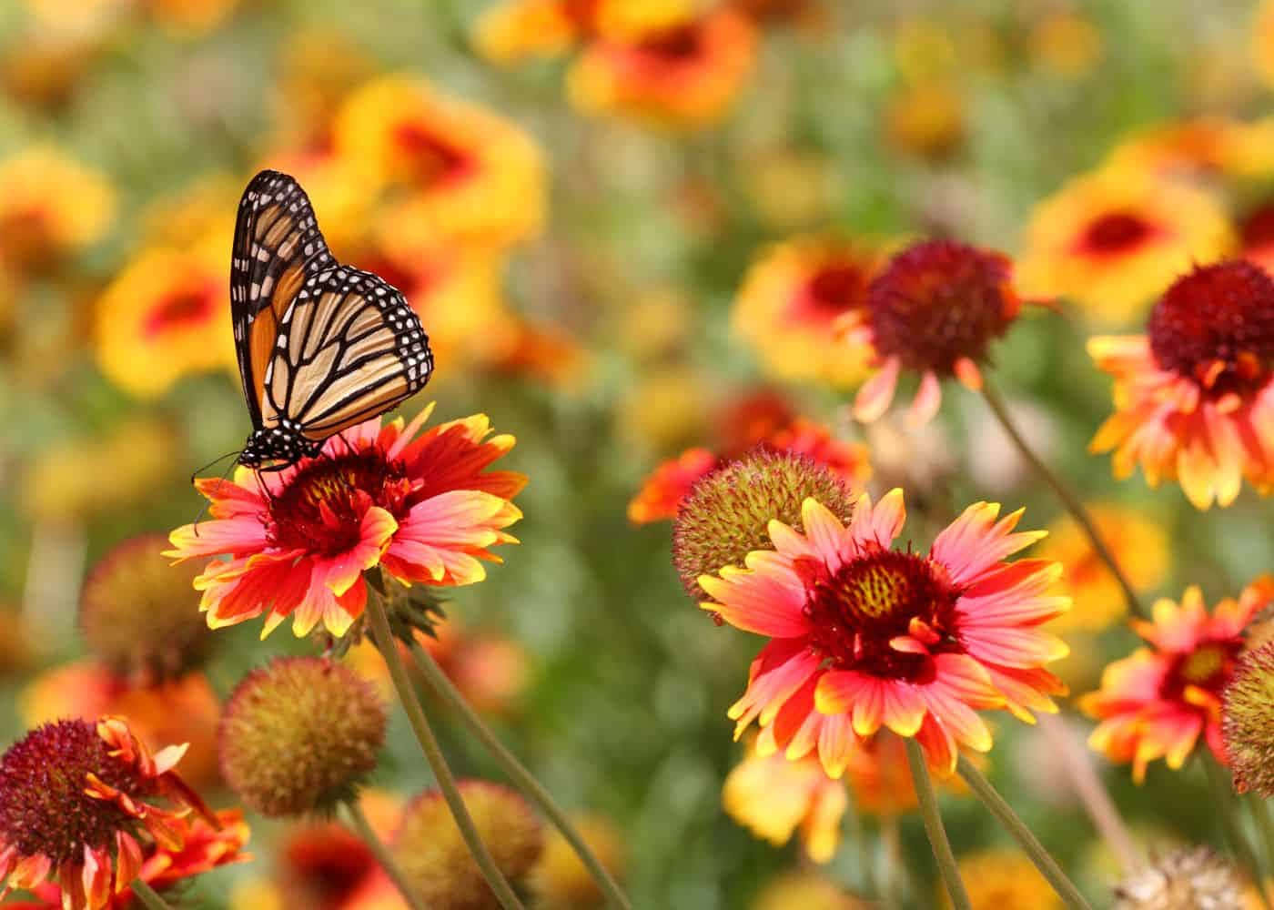 Plant a Butterfly Garden and Watch the Colorful Magic Unfold Wallpaper