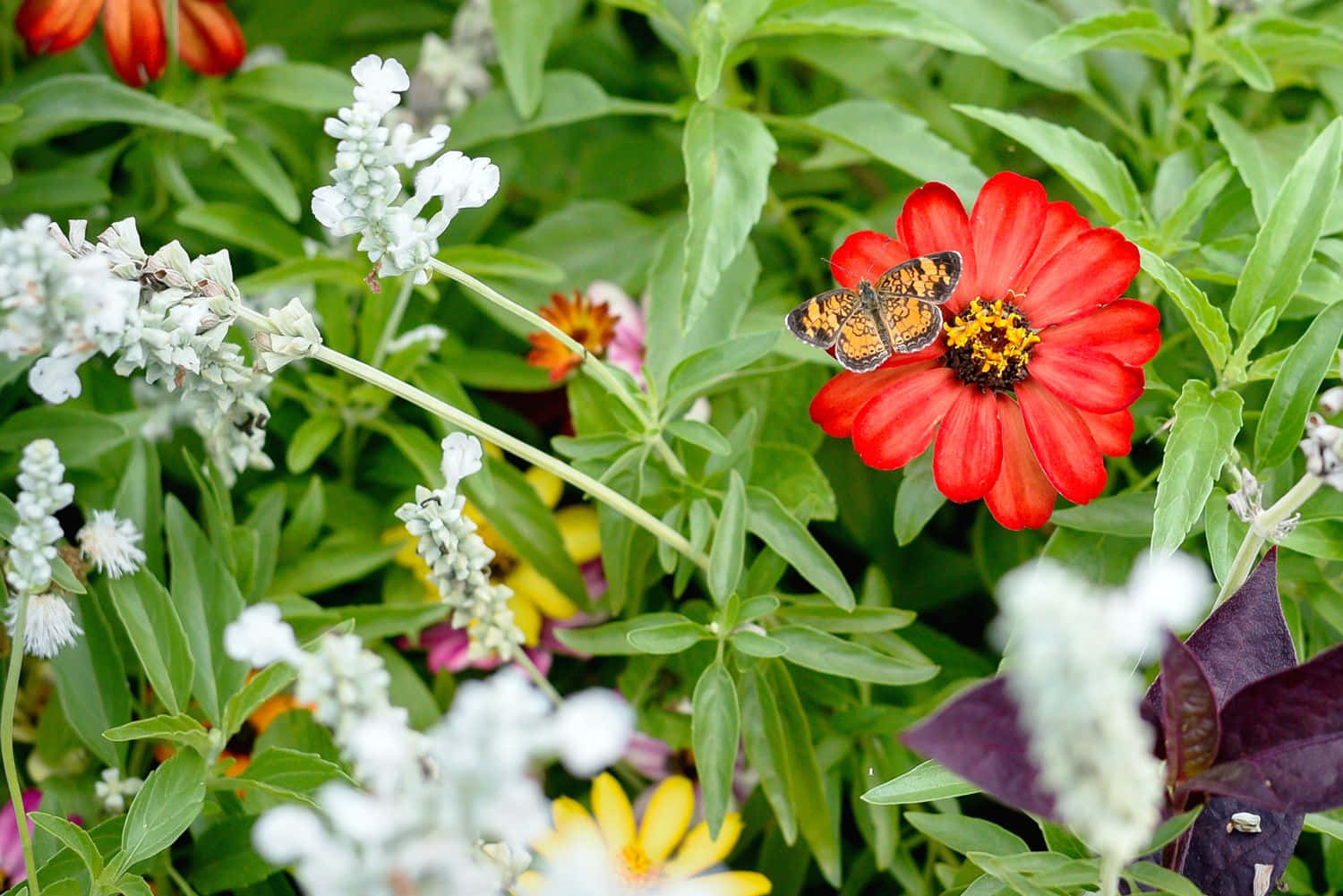 Bring some butterflies to your garden with butterfly- specialised plants!" Wallpaper