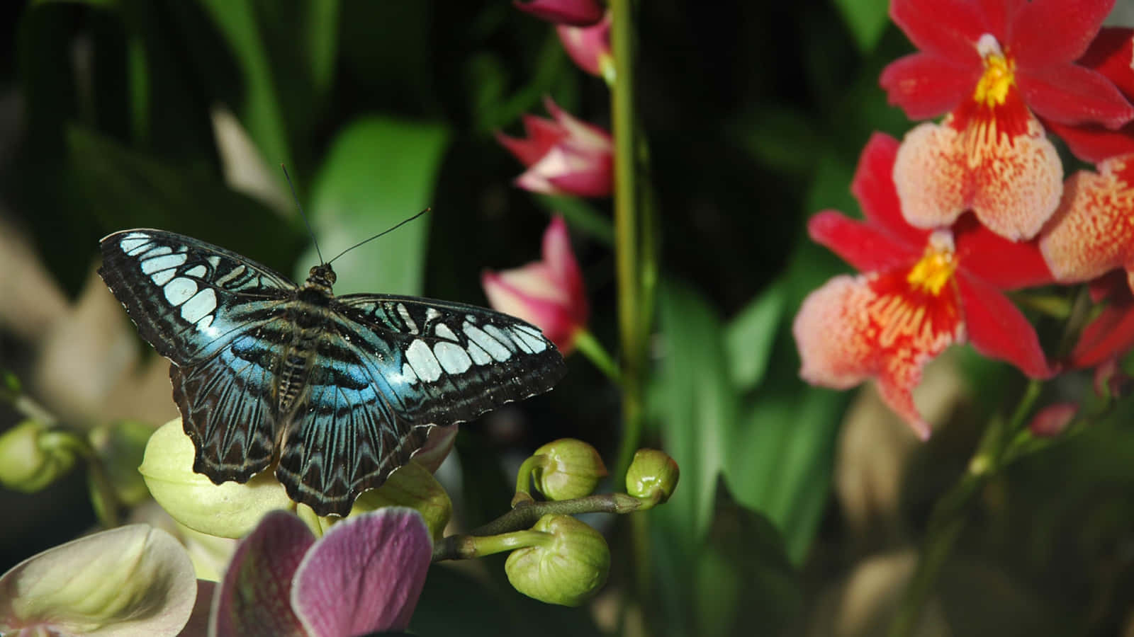 Enjoy the beauty of butterflies in your own garden Wallpaper
