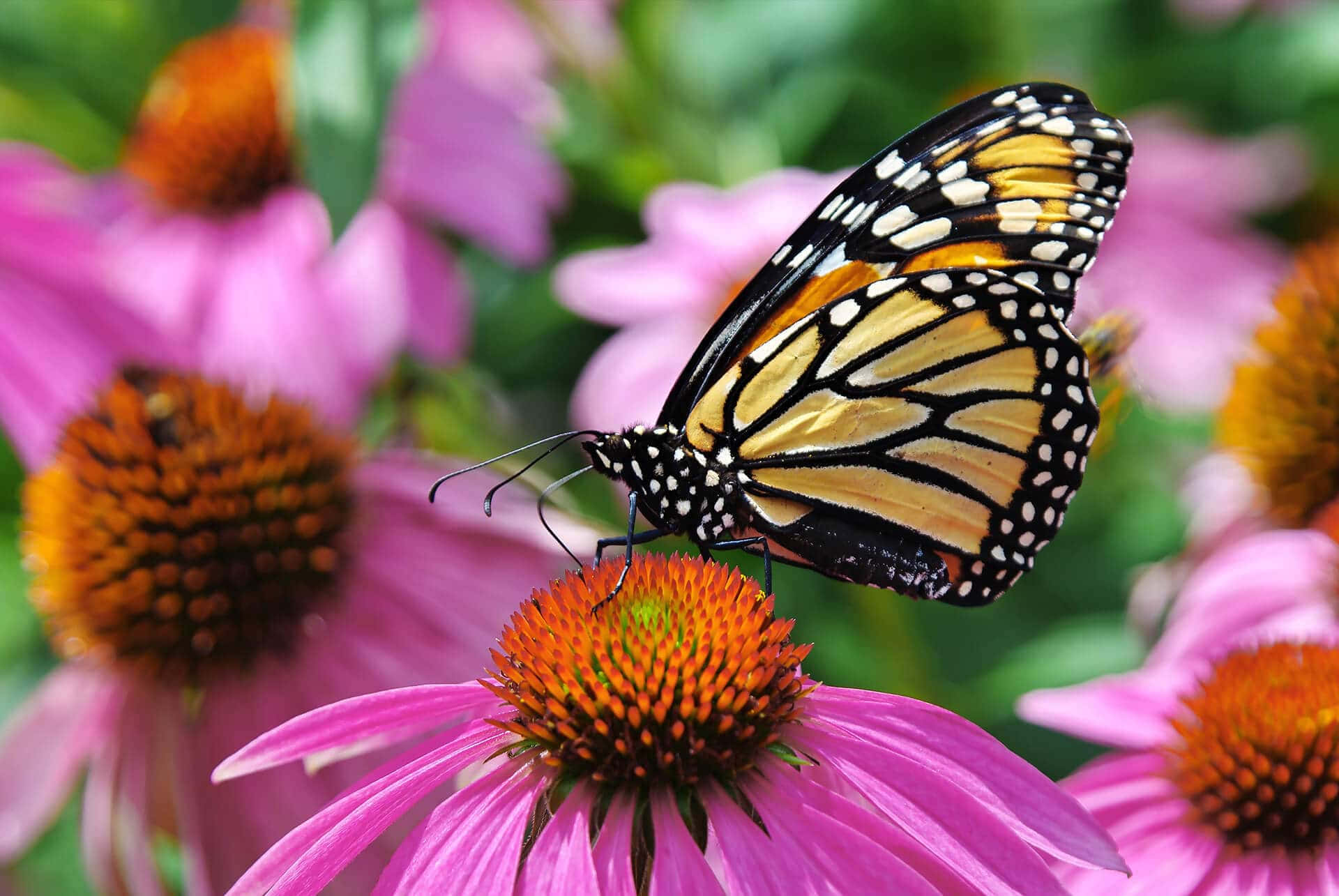 Transform your outdoor space into a dazzling butterfly garden! Wallpaper