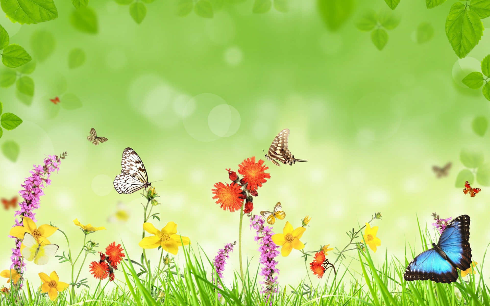 Attract butterflies to your garden with colorful plants! Wallpaper