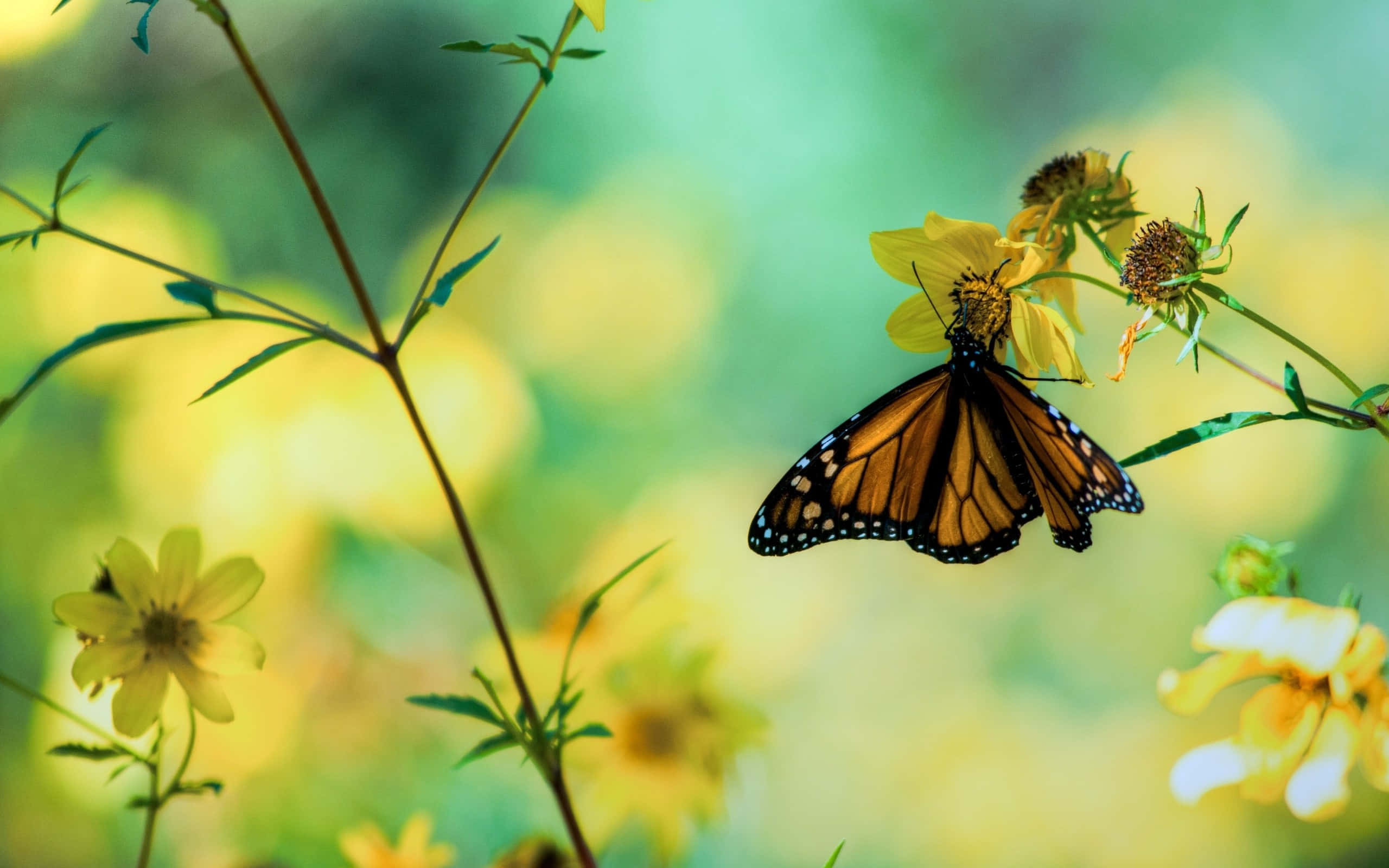A colorful butterfly fluttering above a garden of vibrant plants. Wallpaper