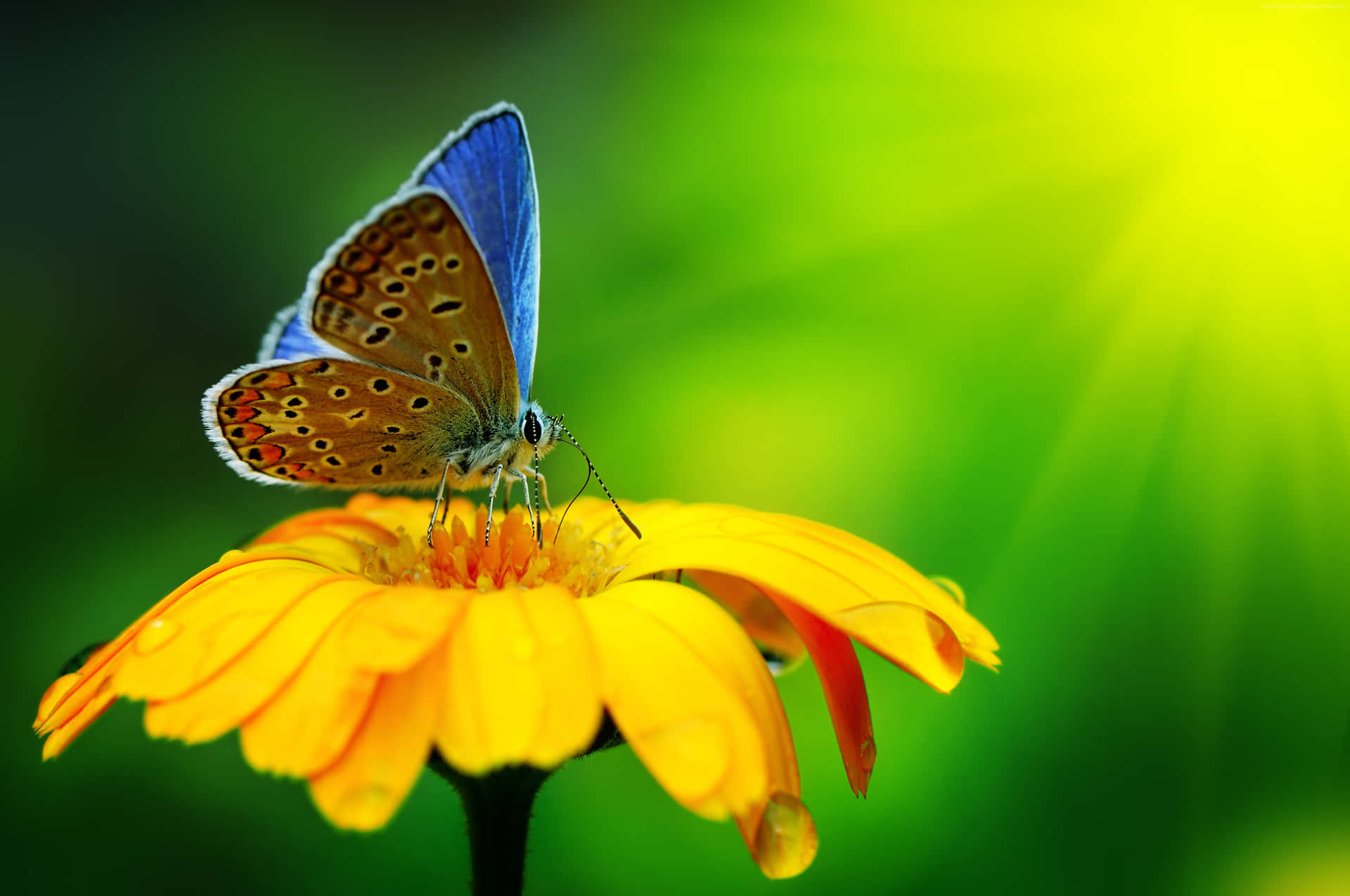 Add colour and wildlife to your garden with butterfly garden plants Wallpaper