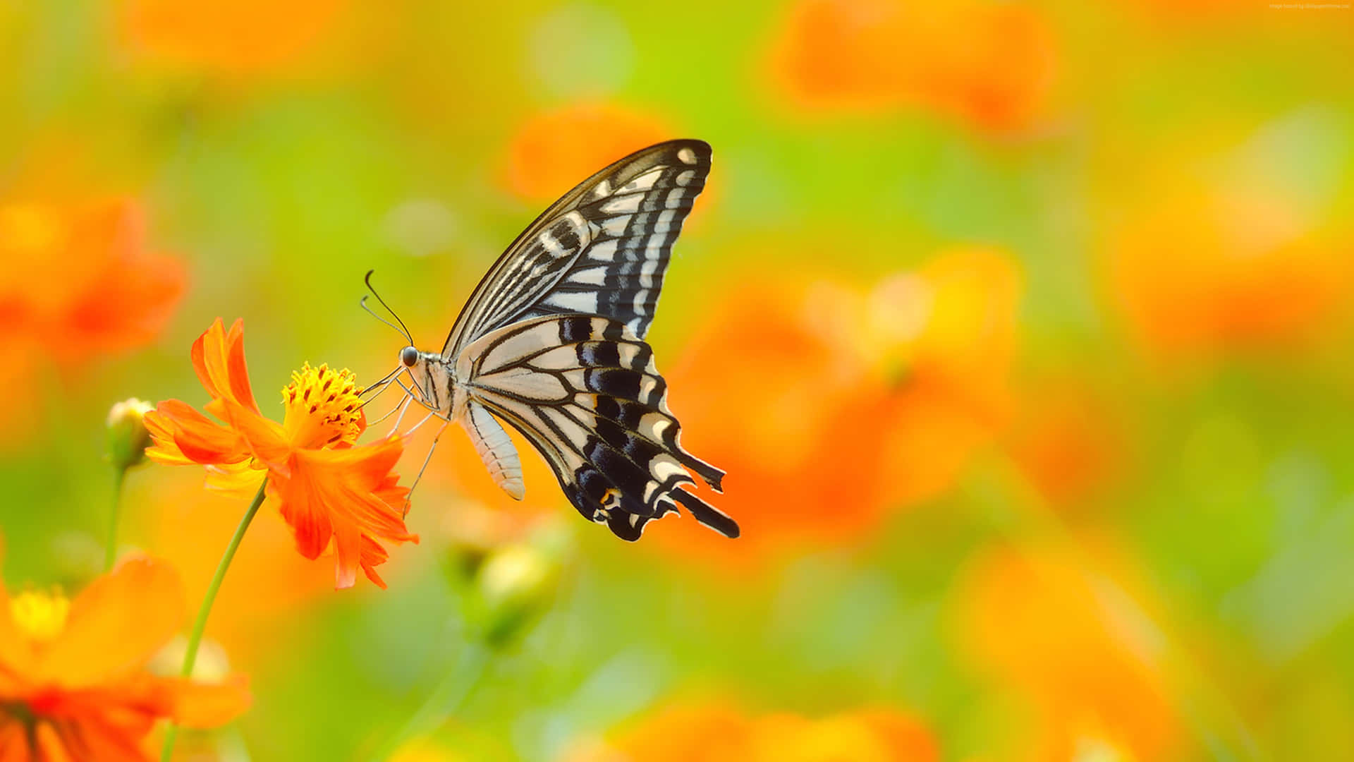 Create your own butterfly garden with these beautiful plants. Wallpaper