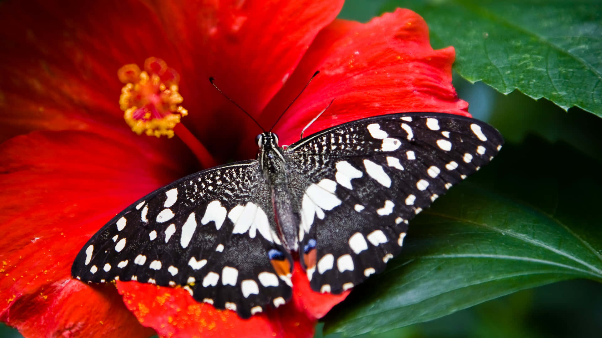 Enjoy color and motion in your own backyard with a Butterfly Garden! Wallpaper