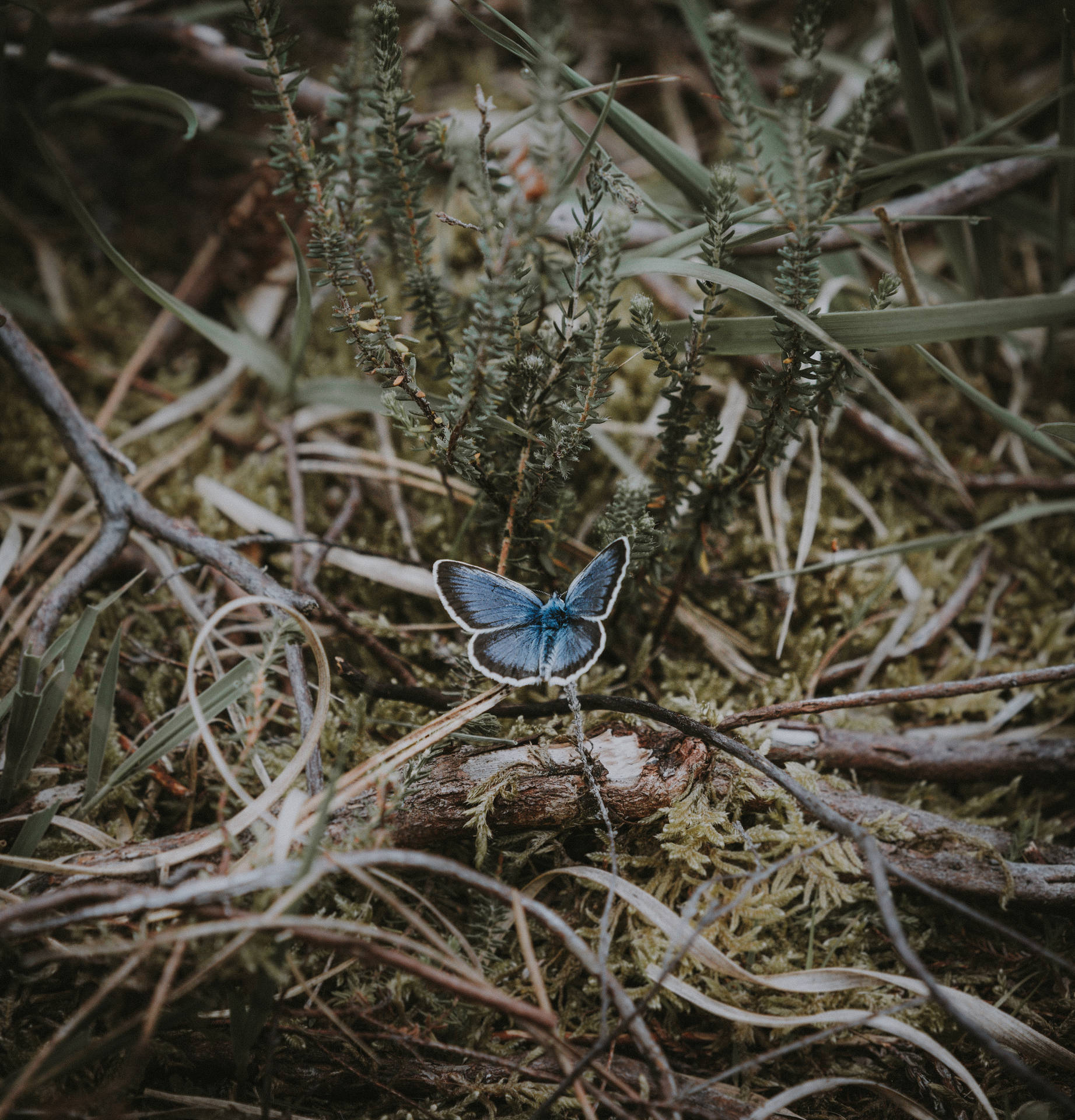 Colorful and delicate butterfly perched on dry grass Wallpaper