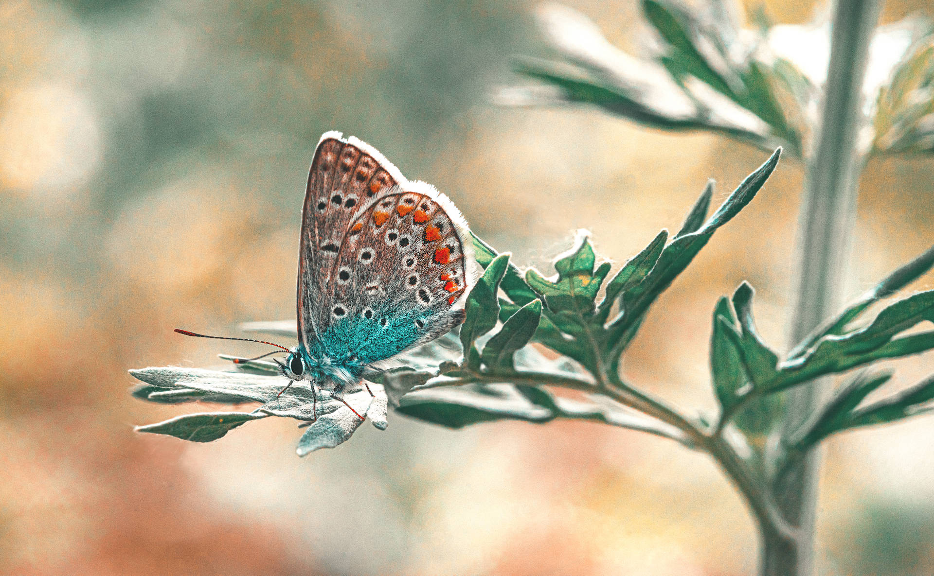 Schmetterlingin Kasachstan Wallpaper