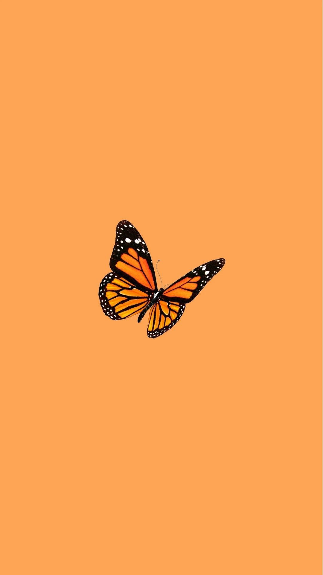 Butterfly In Orange Background Wallpaper