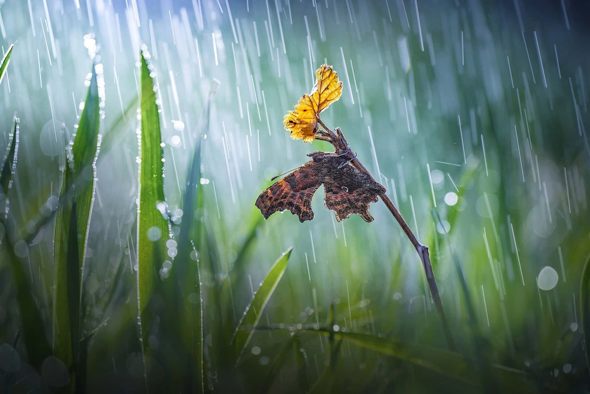 Butterfly_in_ Rainy_ Grassland.jpg Wallpaper