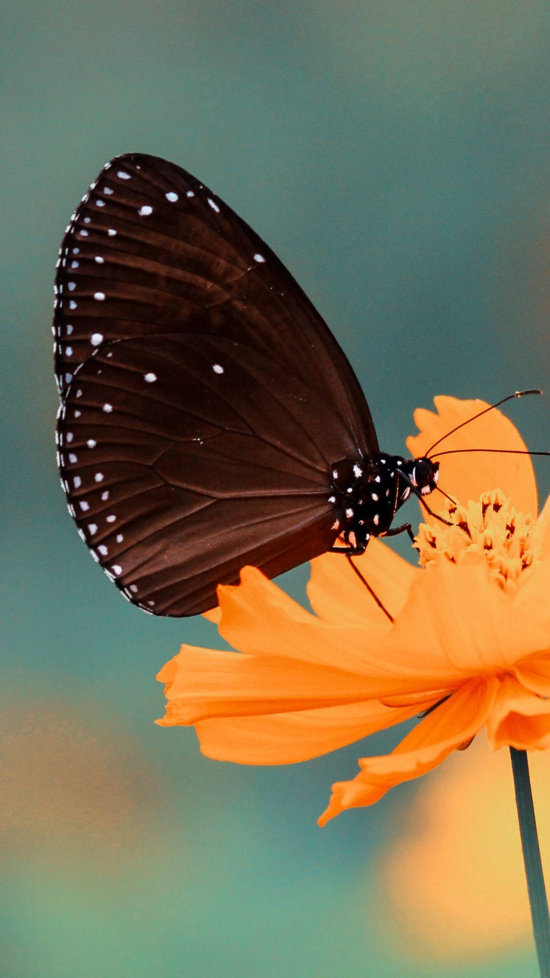 Schmetterlingiphone Bildschirmanzeige Nahaufnahme Wallpaper