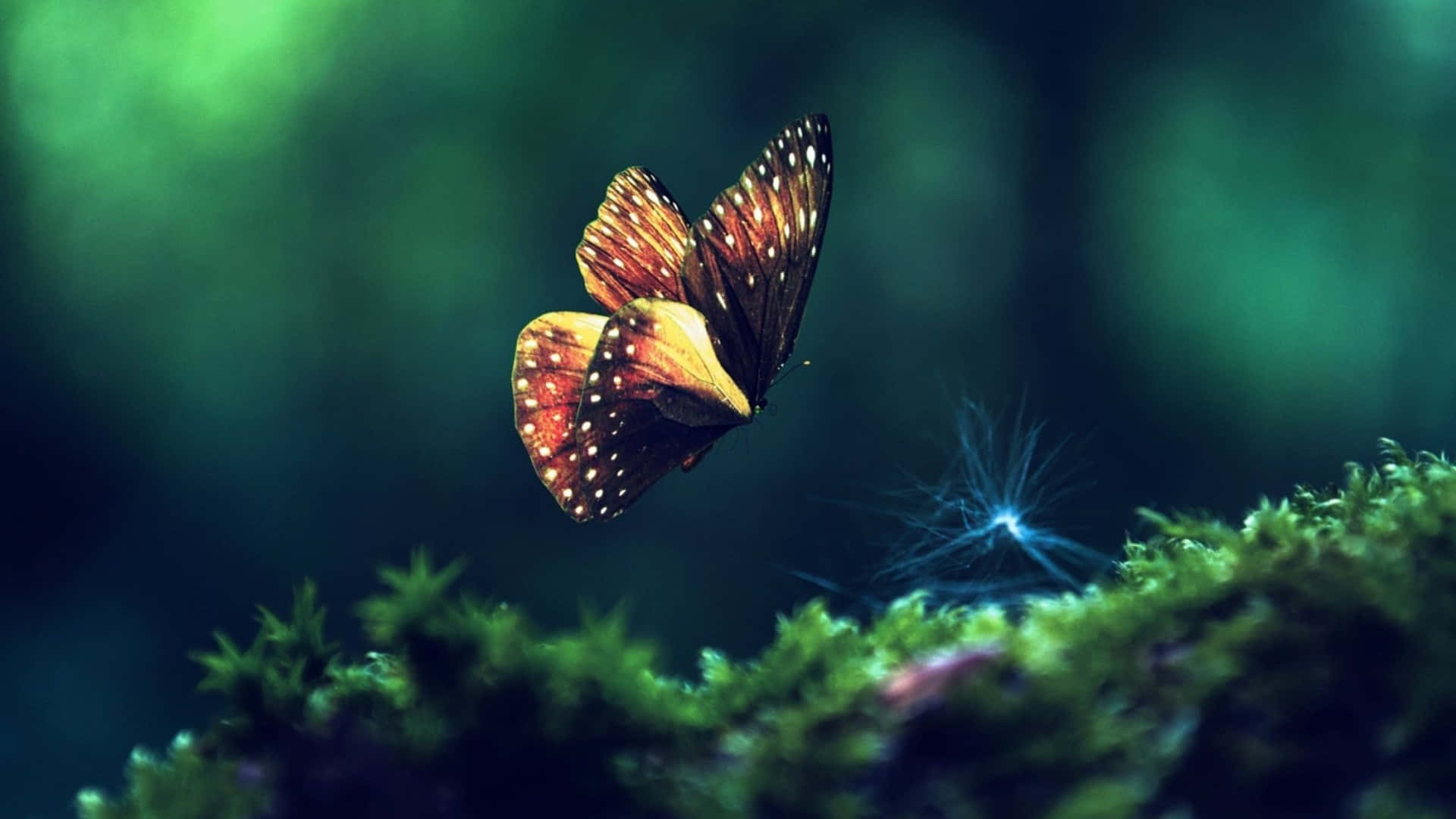 Efectode Vida De Una Mariposa Sobre Los Insectos Fondo de pantalla