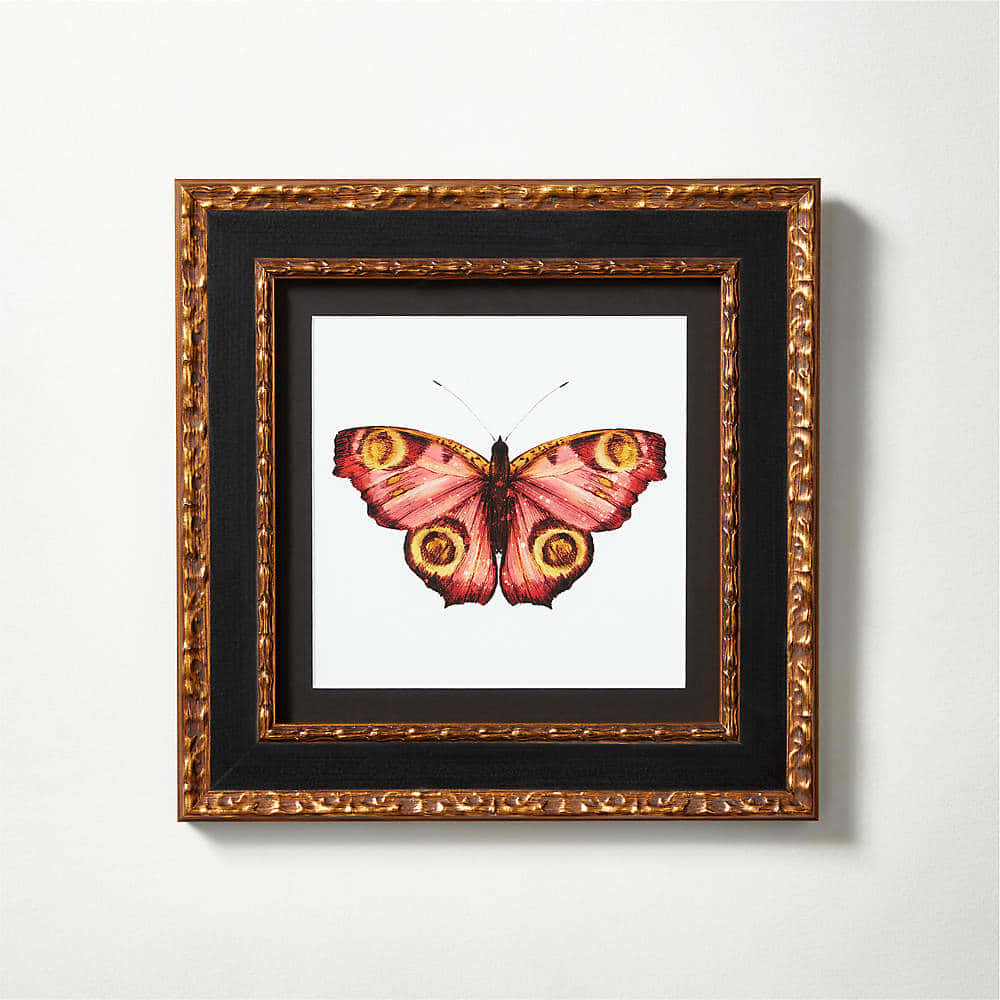 The cycle of life - A butterfly in its metamorphosis Wallpaper